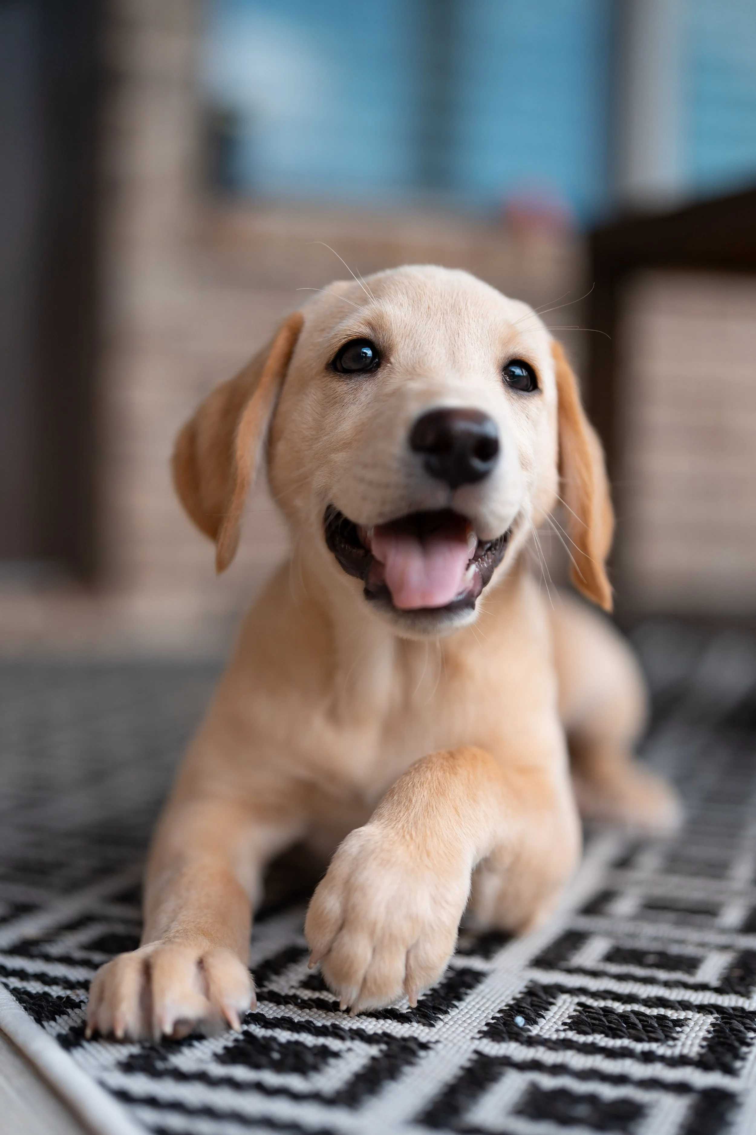 Pooch Cox-2025-06-20-0179.jpg