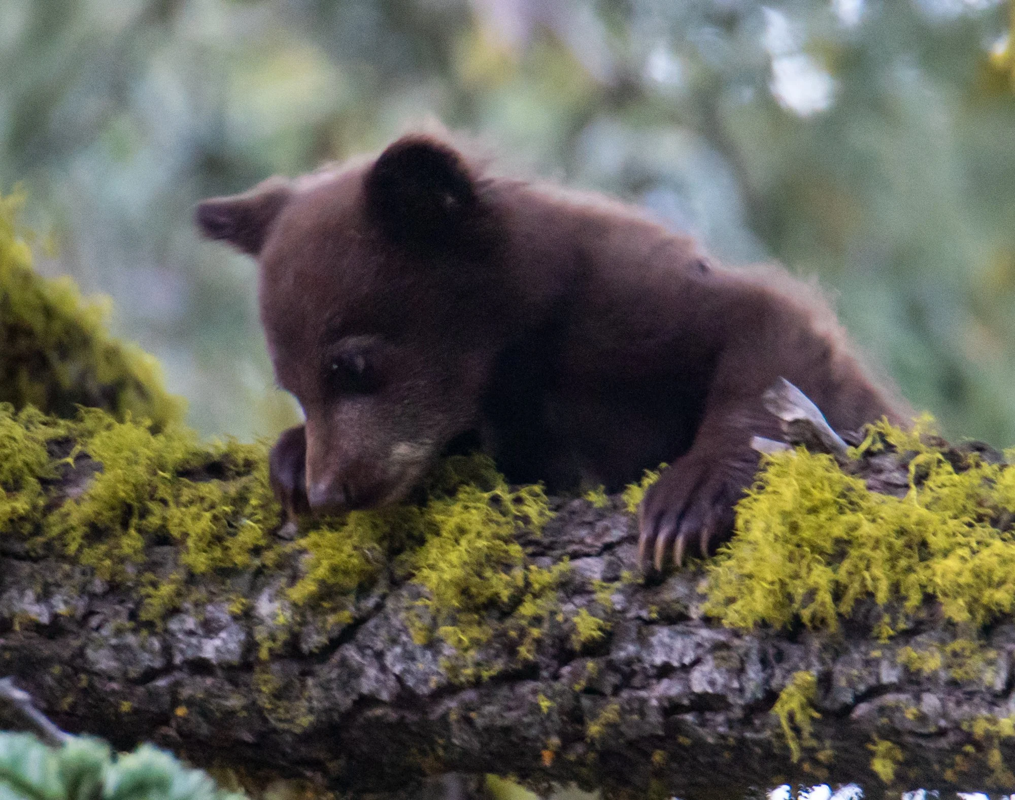 bear cub climbing a tree in Yosemite National Park
