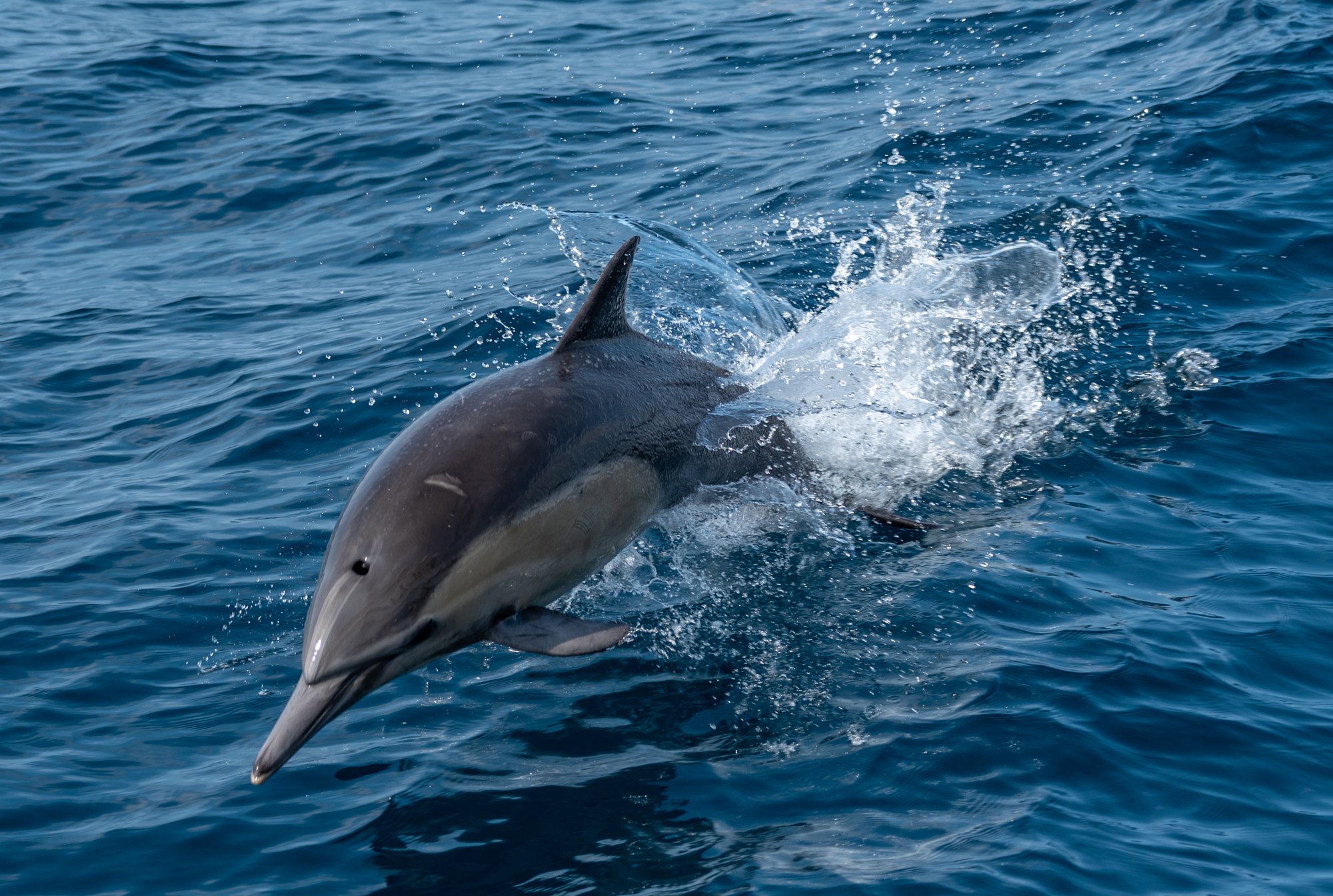 Dolphin Jump.jpg