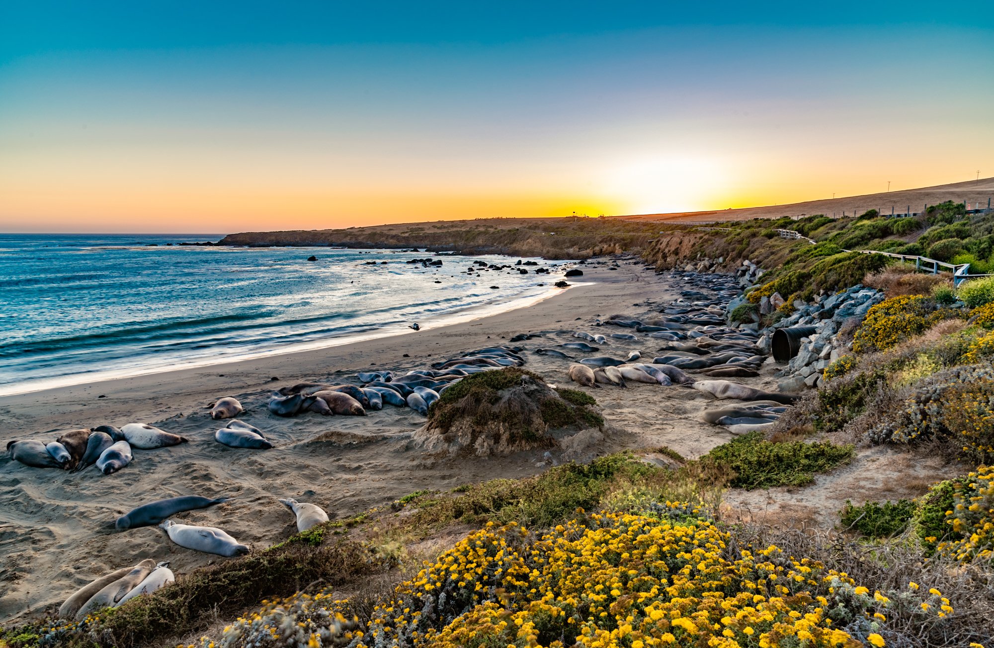 Elephant Seal Beach.jpg