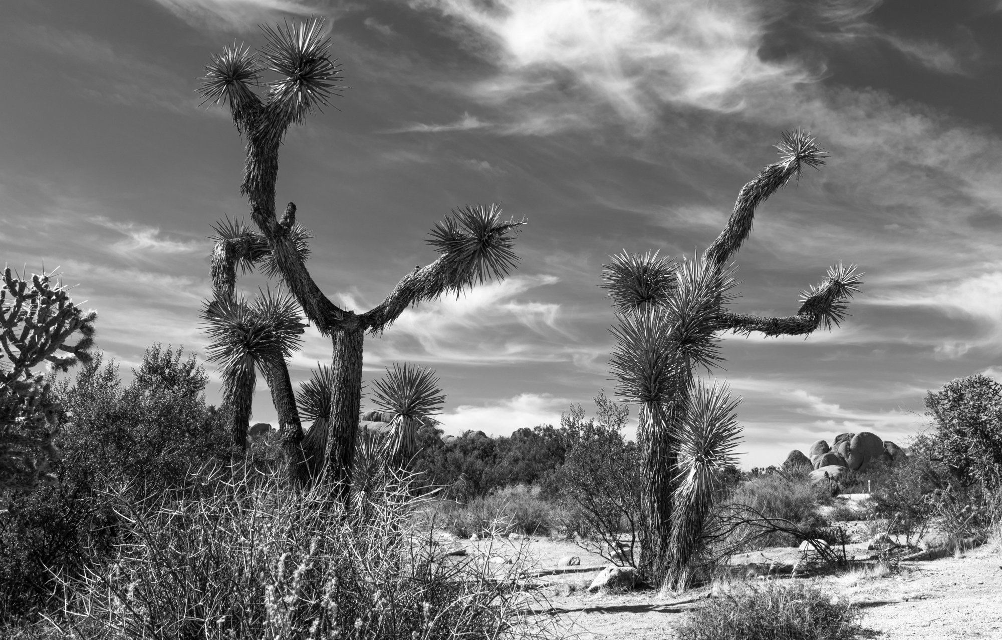 Joshua Trees.jpg