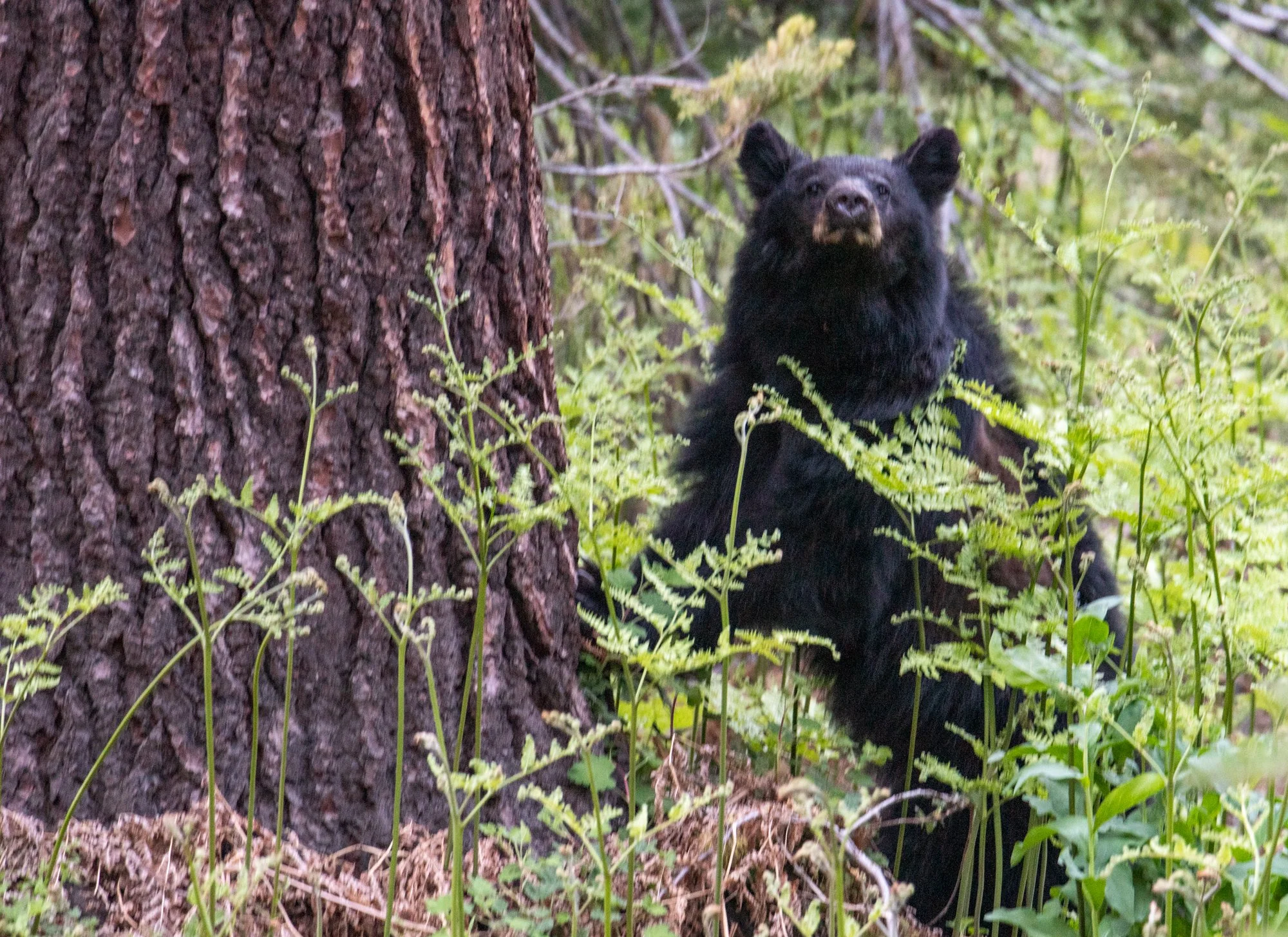 Mother bear at base of tree searching for her cub in Yosemite National Park