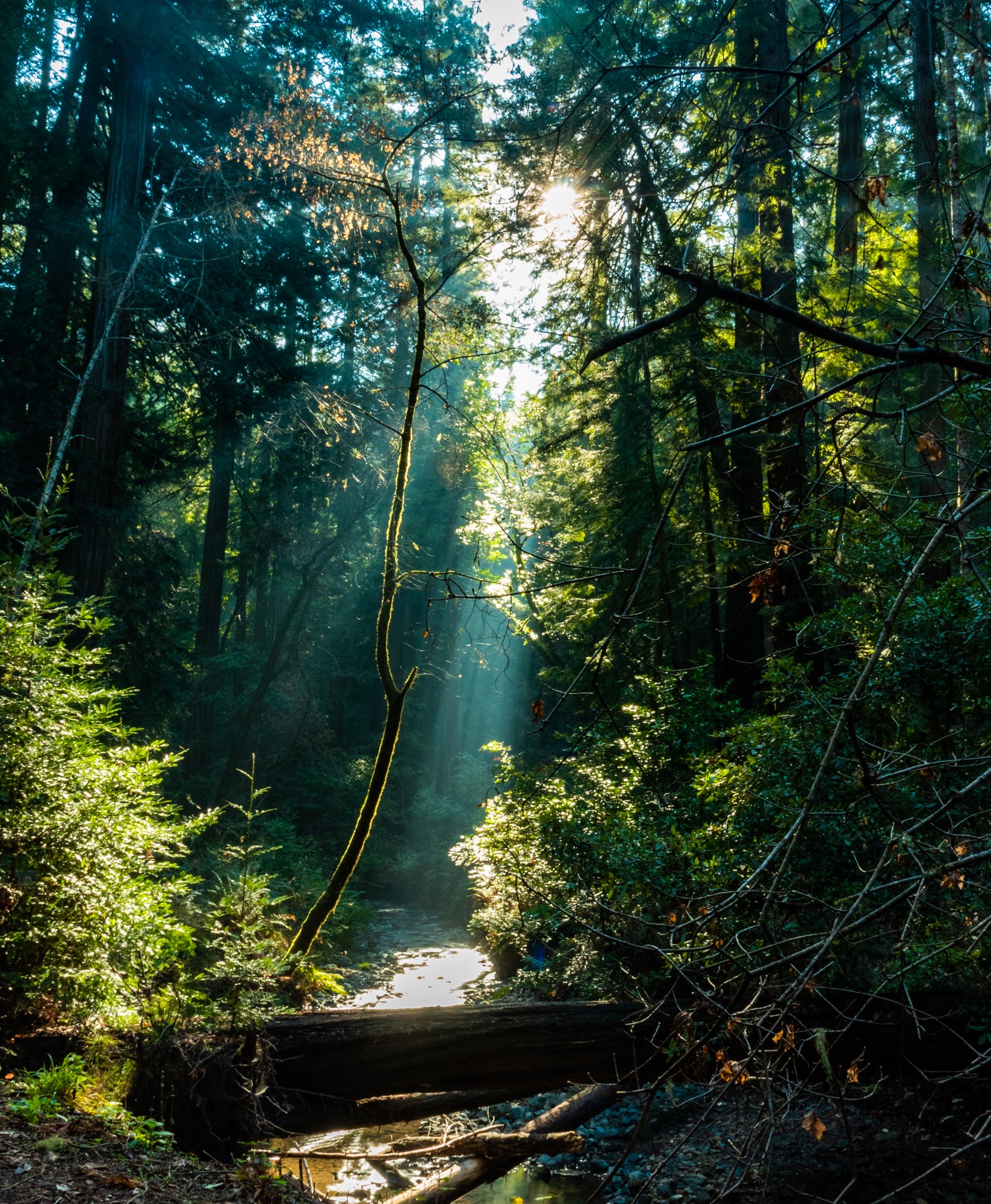 Muir Woods Sun Beam.jpg