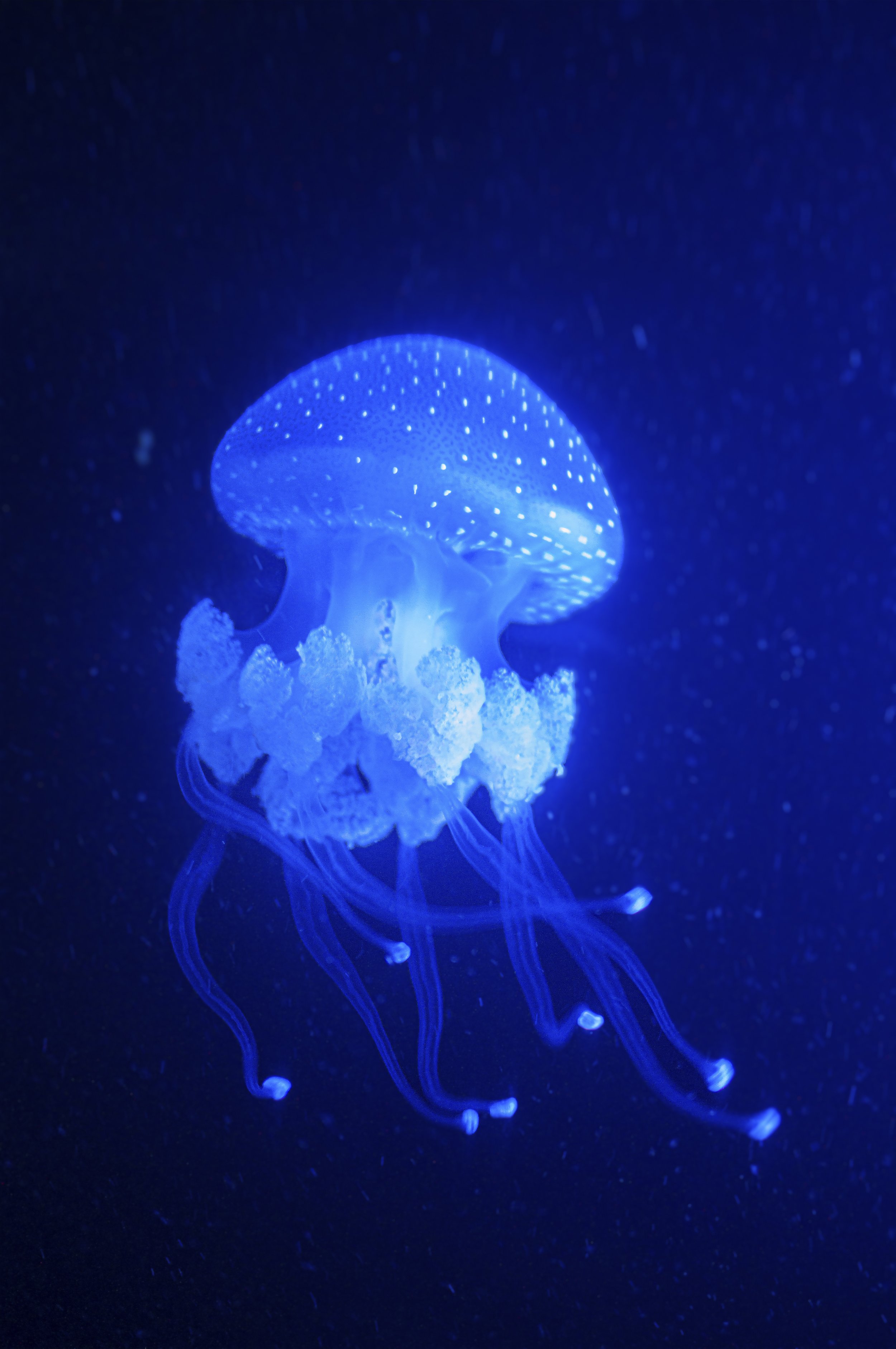 Li50_Jelly.jpg
