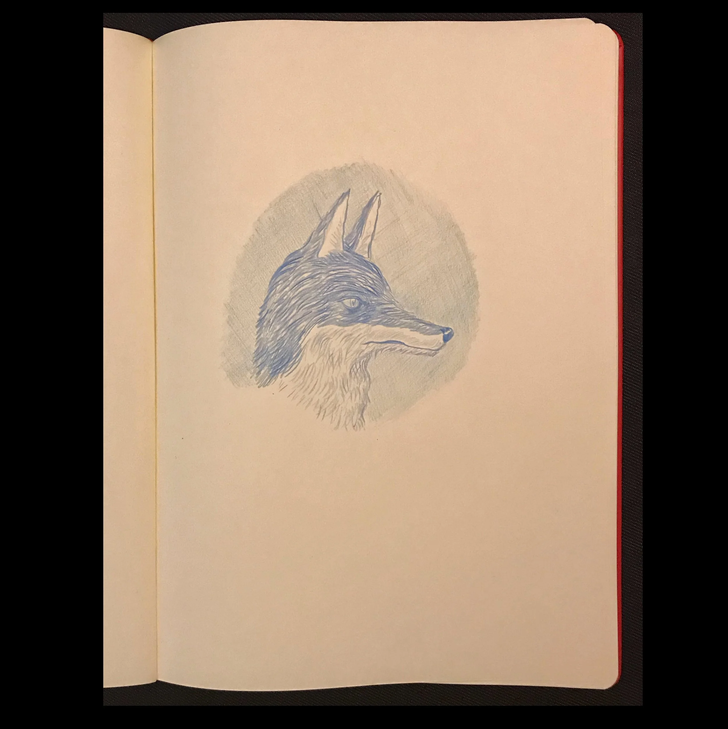blue fox.jpg