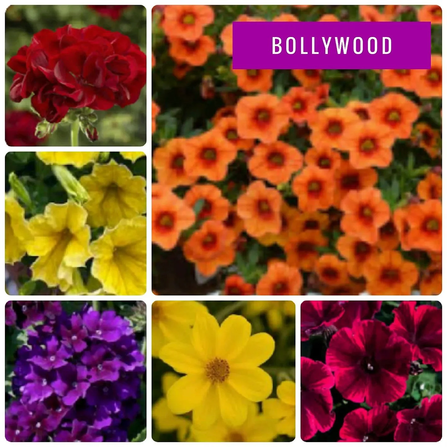 Introducing ‘Bollywood,’ ‘Bridal Bouquet,’ and ‘Lemon Sizzle.’