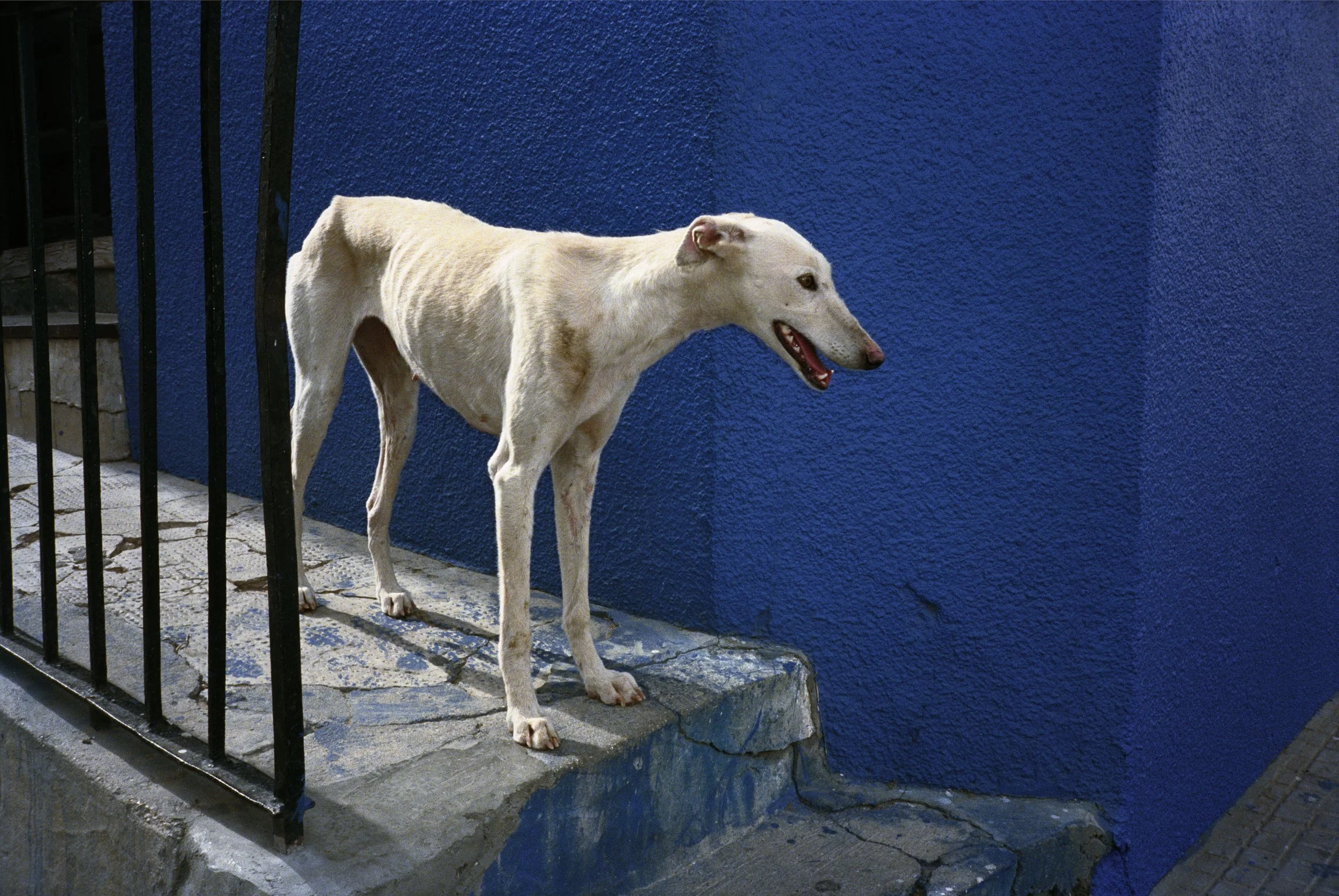 99 166-5 ( 5-7 a) La Mancha, Spain, dog_2026.jpg