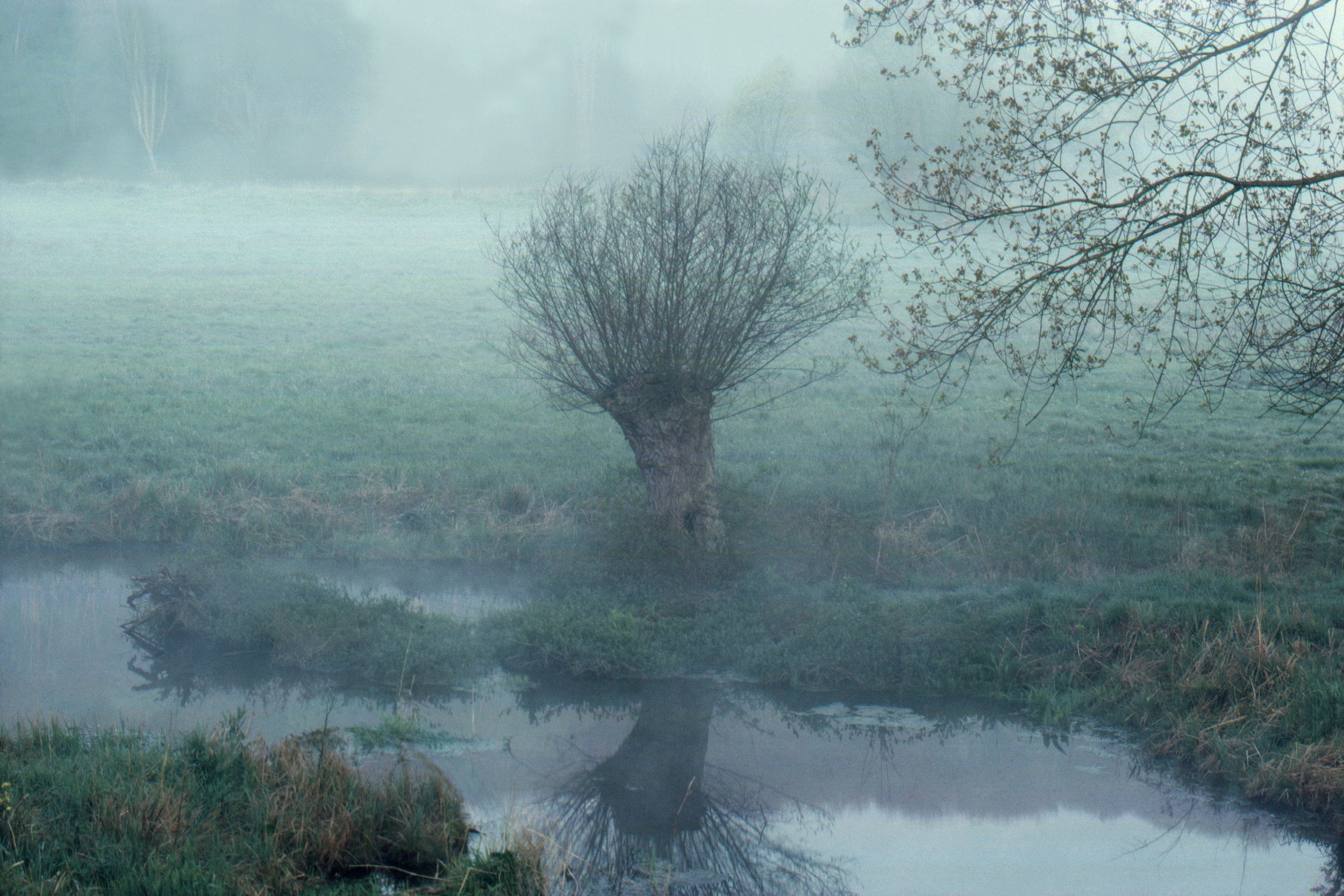 1982, Normandy, France, willow tree (a)