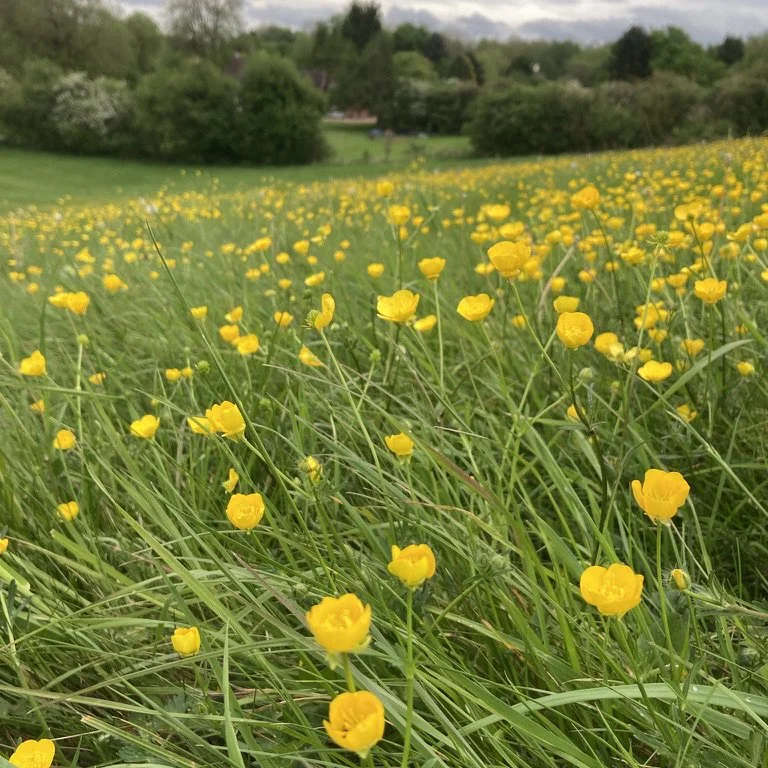 Buttercups.jpeg