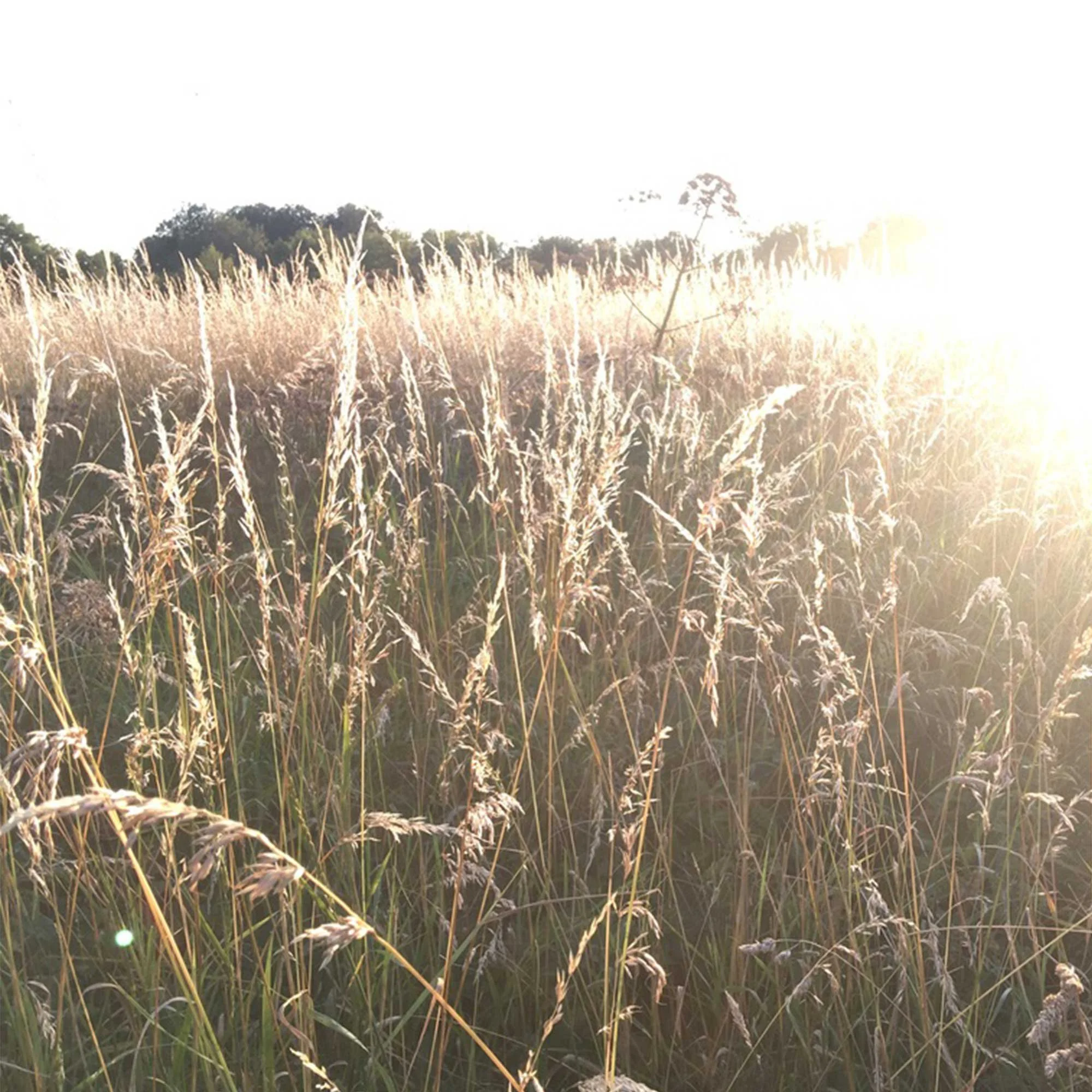 Sunlit field of tall grasses during sunset.