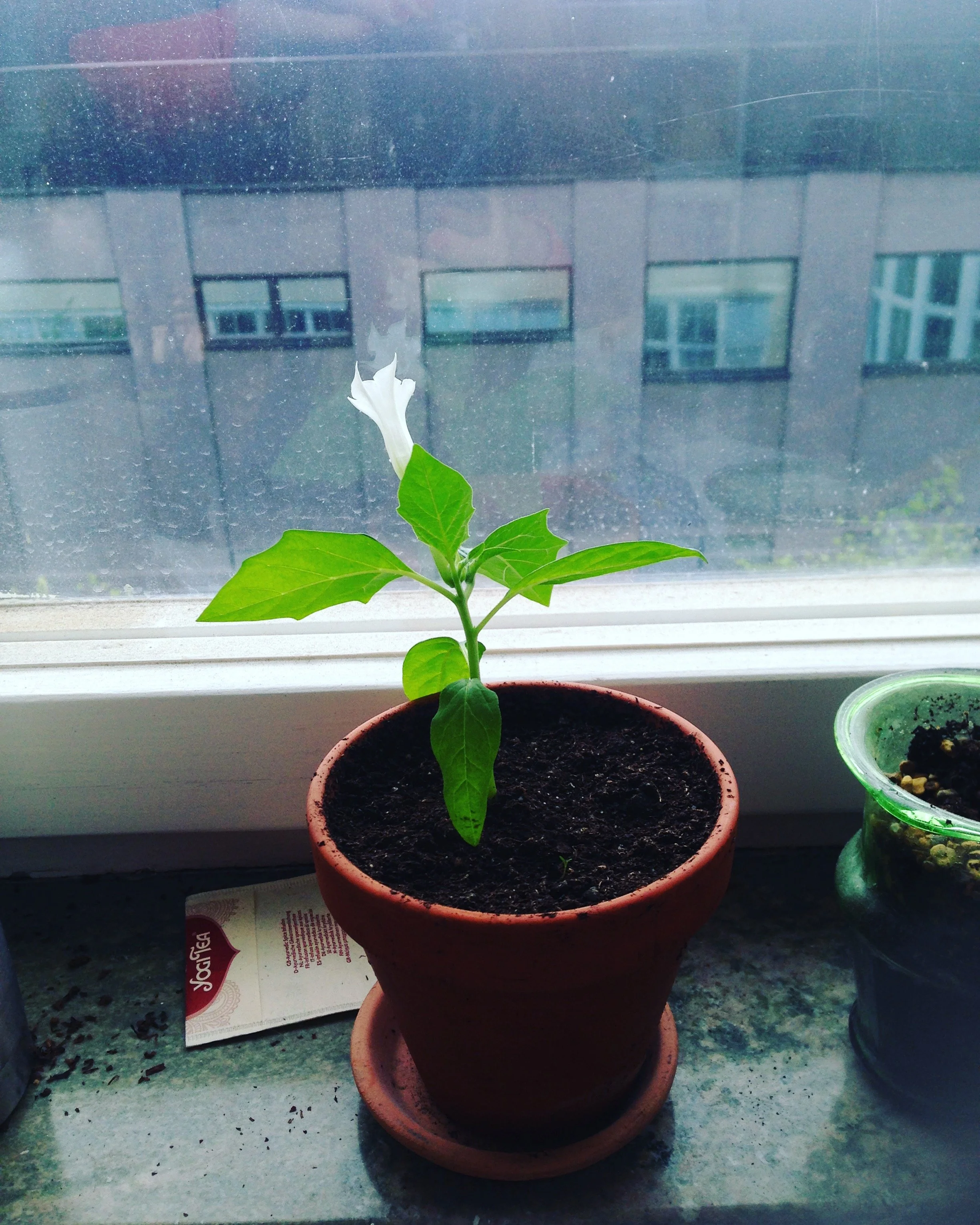 Seeds planted during first exhibition blooming