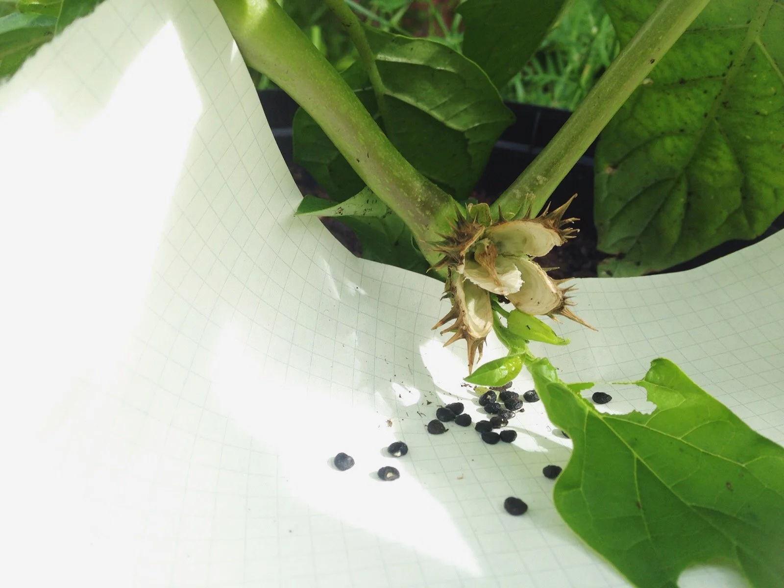 Collecting seeds from full grown plants