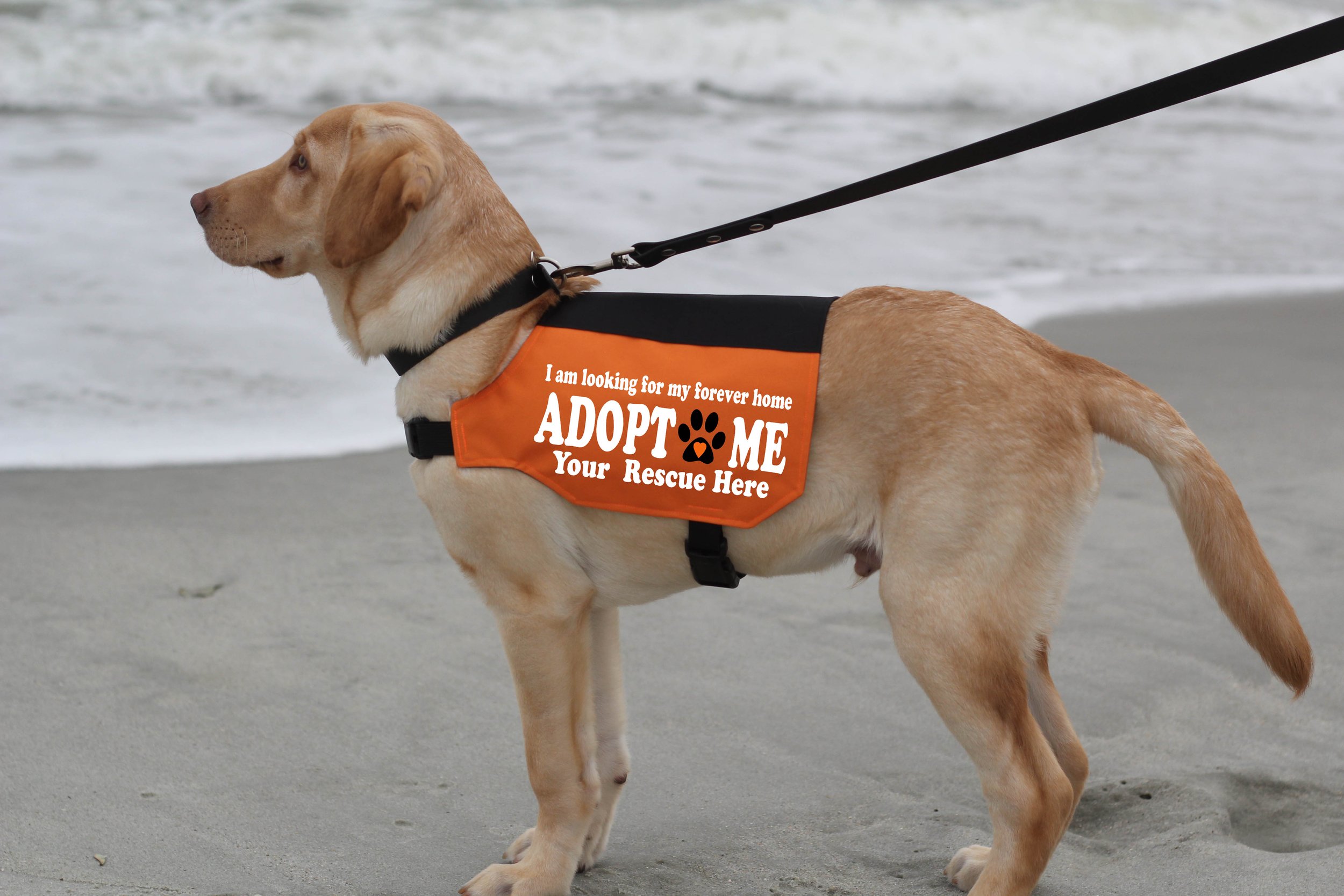 adopt me 1b.jpg