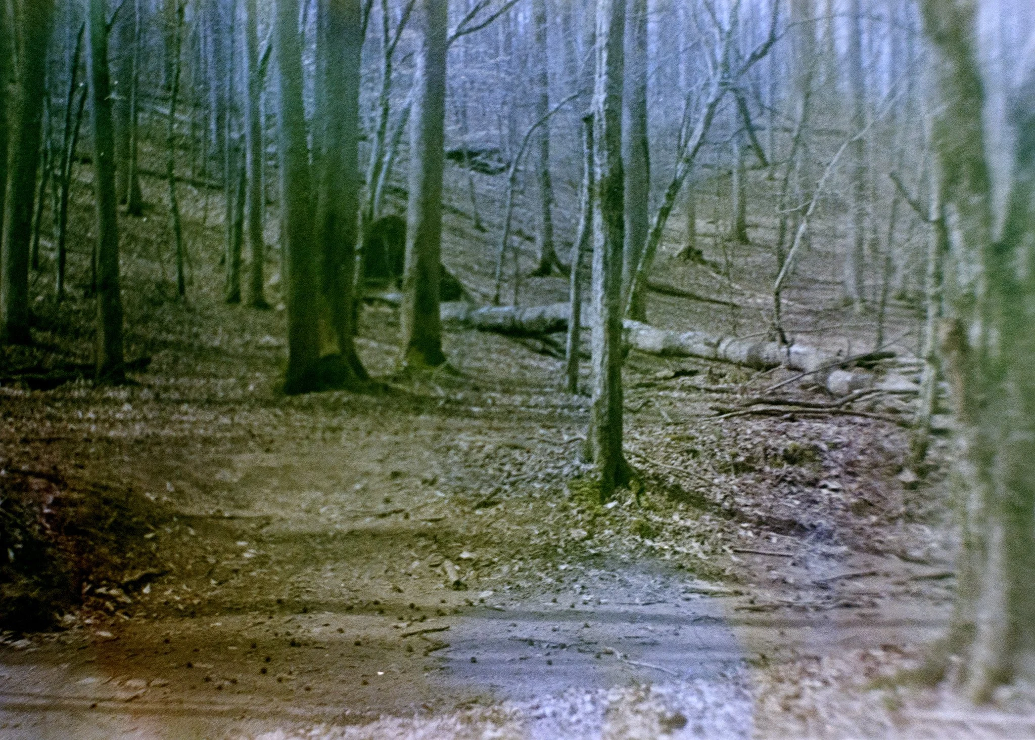 woods1.jpg