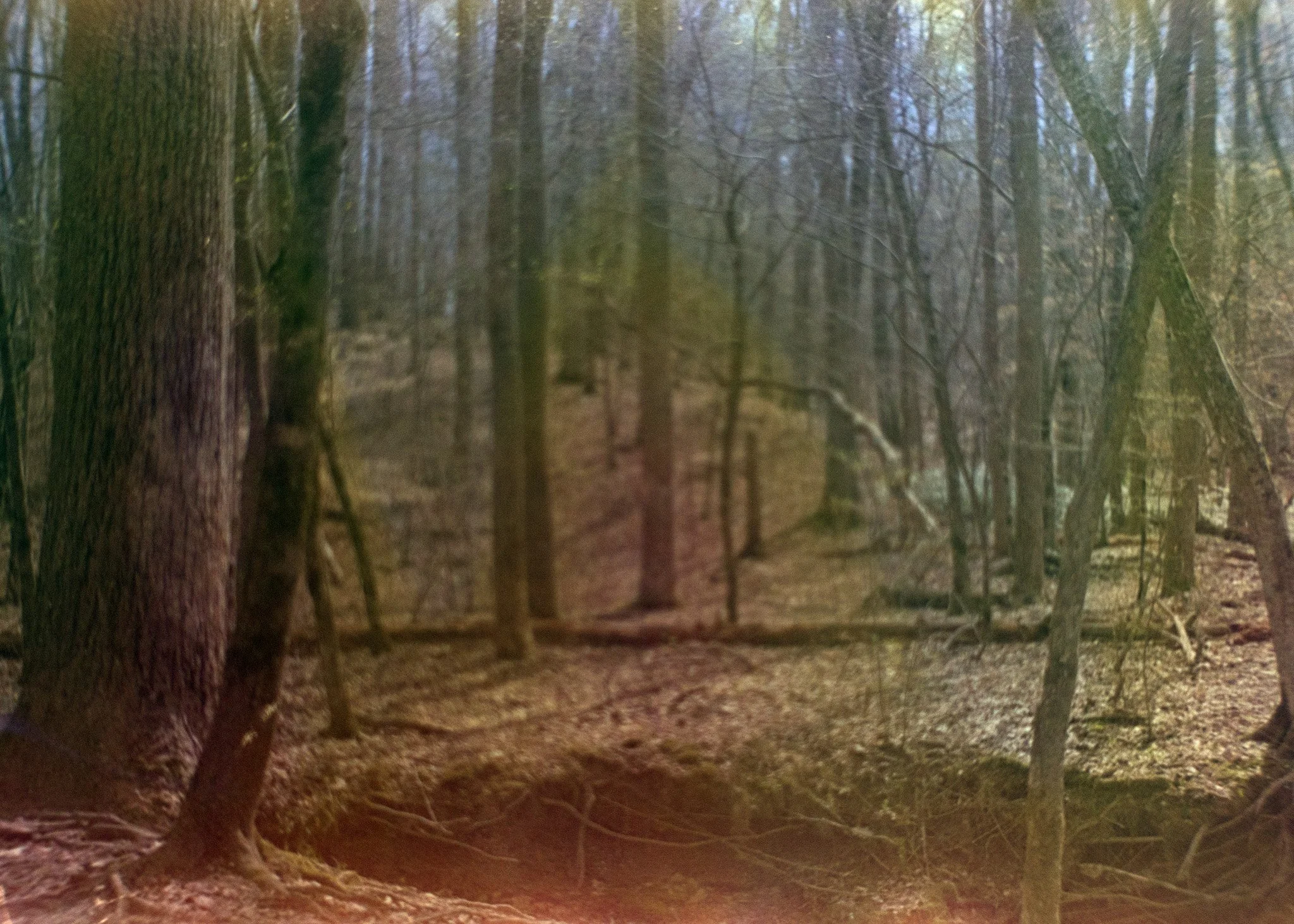 woods3.jpg