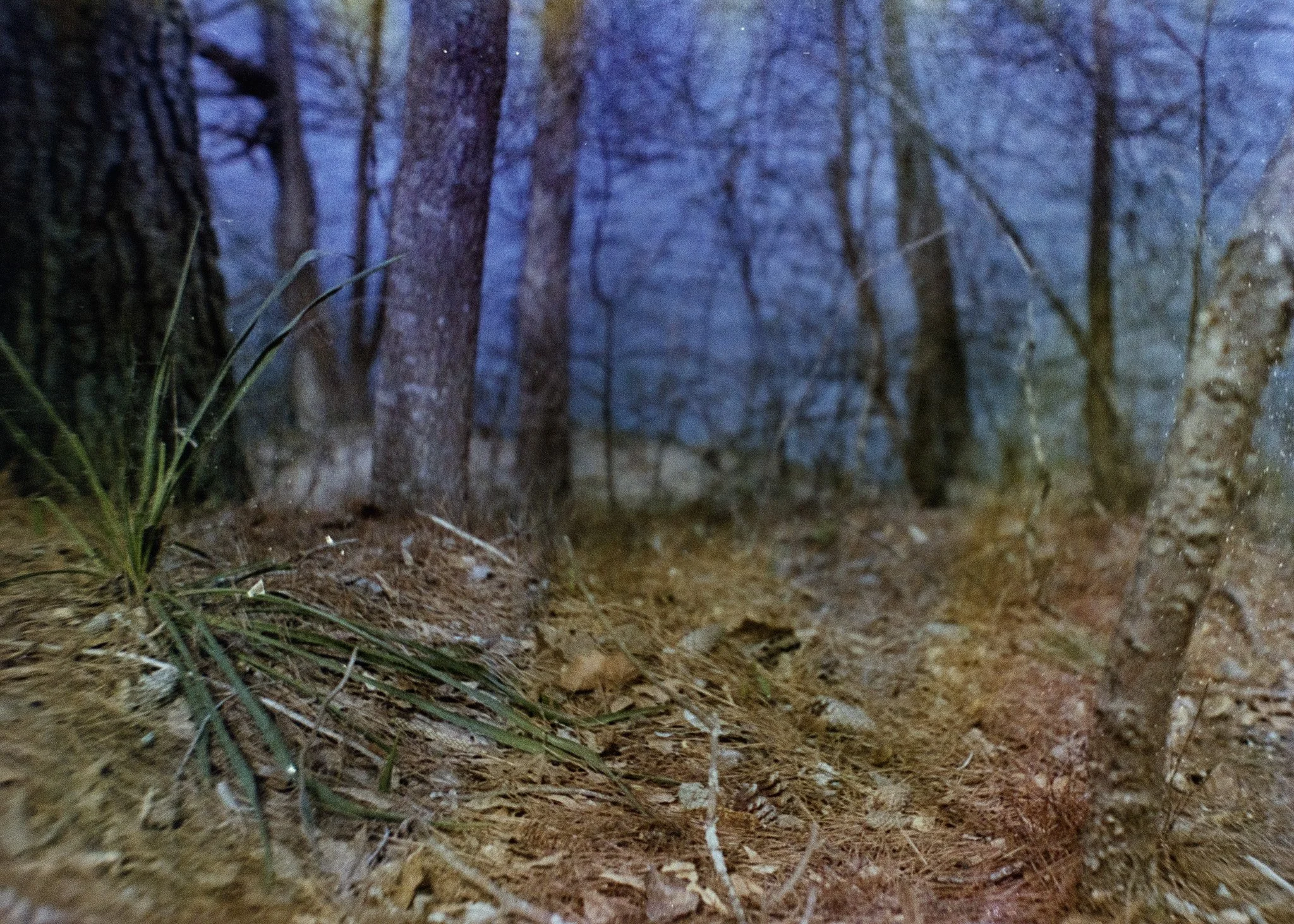 woods4.jpg