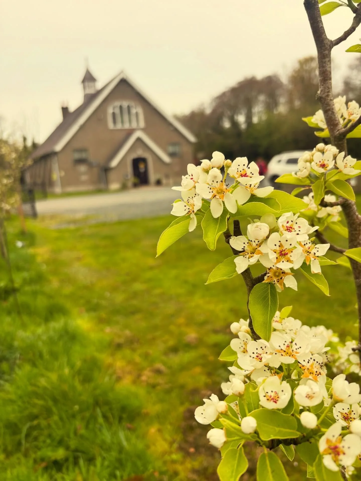 Our community garden in April! Fruit trees in bloom and some beautiful colour. 
. . .
Ein gardd gymunedol ym mis Ebrill - mae pethau&rsquo;n digwydd!