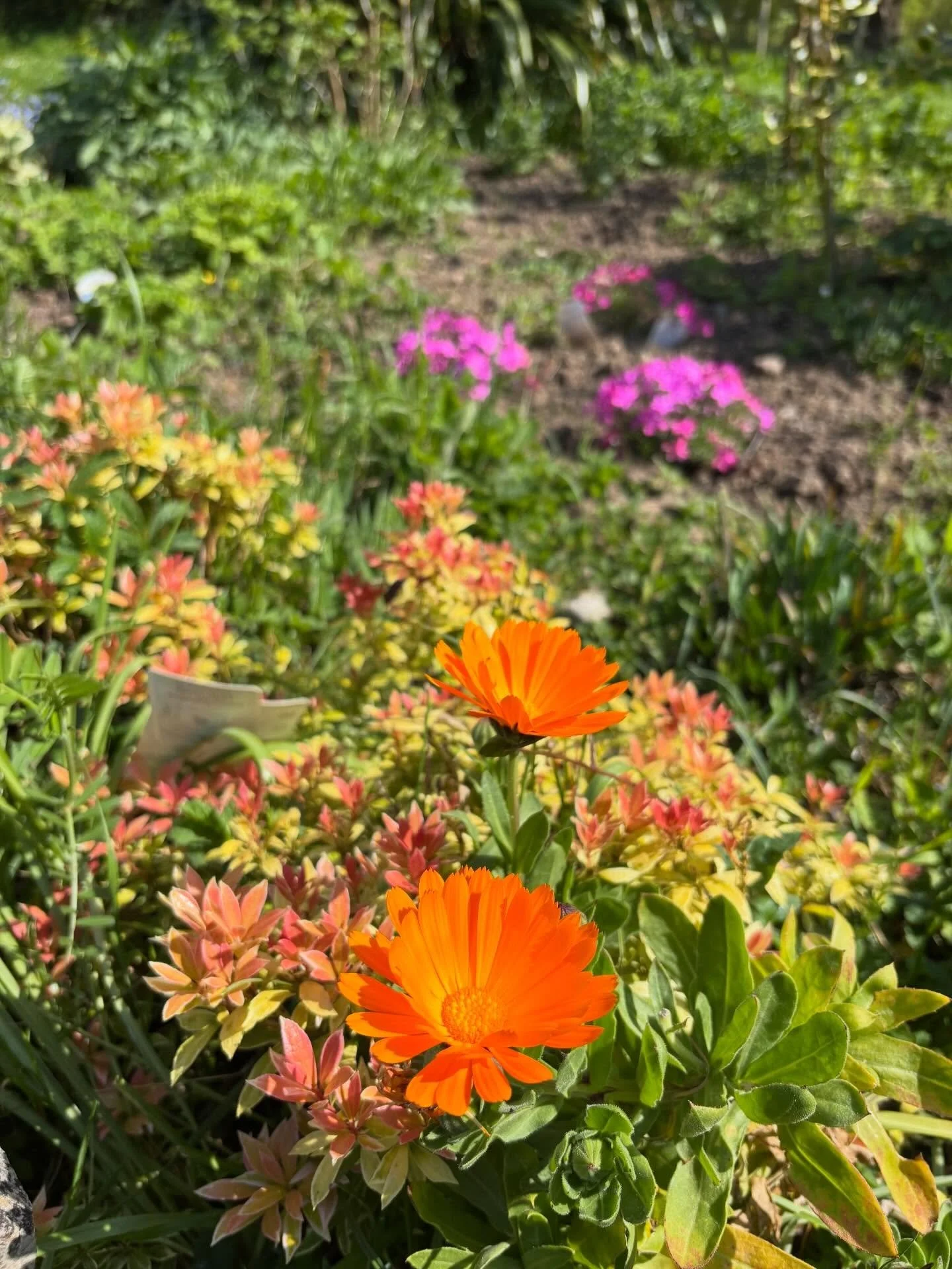 Colour, bloom and sun! Our community garden is coming to life. 
. . .
Lliw, blodau a haul! Mae ein gardd gymunedol yn dod yn fyw.
. . .
#llangoedvillagehall #communityspace #greenspaces #villagegarden #llangoed