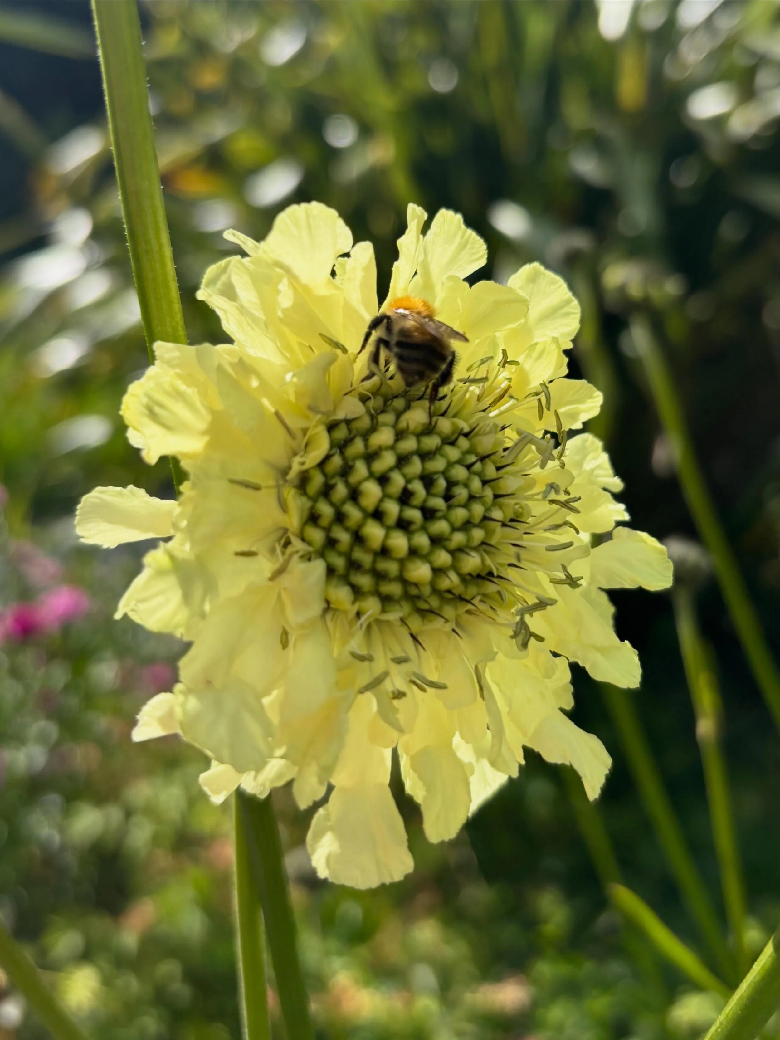 🌸🐝 Blodau&rsquo;r haf yn eu hanterth yn gardd gymunedol Neuadd Bentref Llangoed.

Diolch i waith caled a gofal ein gwirfoddolwyr, mae&rsquo;r gwely helyg a&rsquo;r gerddi wedi blodeuo&rsquo;n llawn eleni, gan greu hafan i wenyn, pryfed peillio ac i