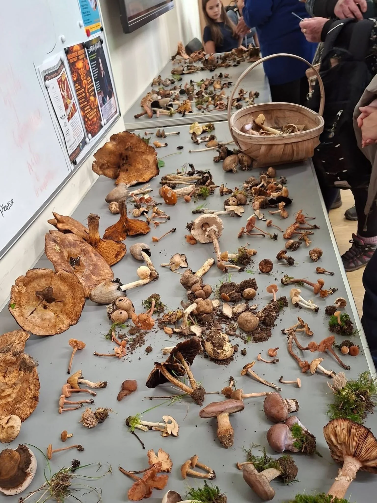🍄 A busy afternoon at the Hall and in Aberlleiniog this weekend! We were very happy to be the meeting point for Grŵp Natur Seiriol&rsquo;s Fungal Foray, which brought together more than 70 people to explore the extraordinary fungi of our local woodl
