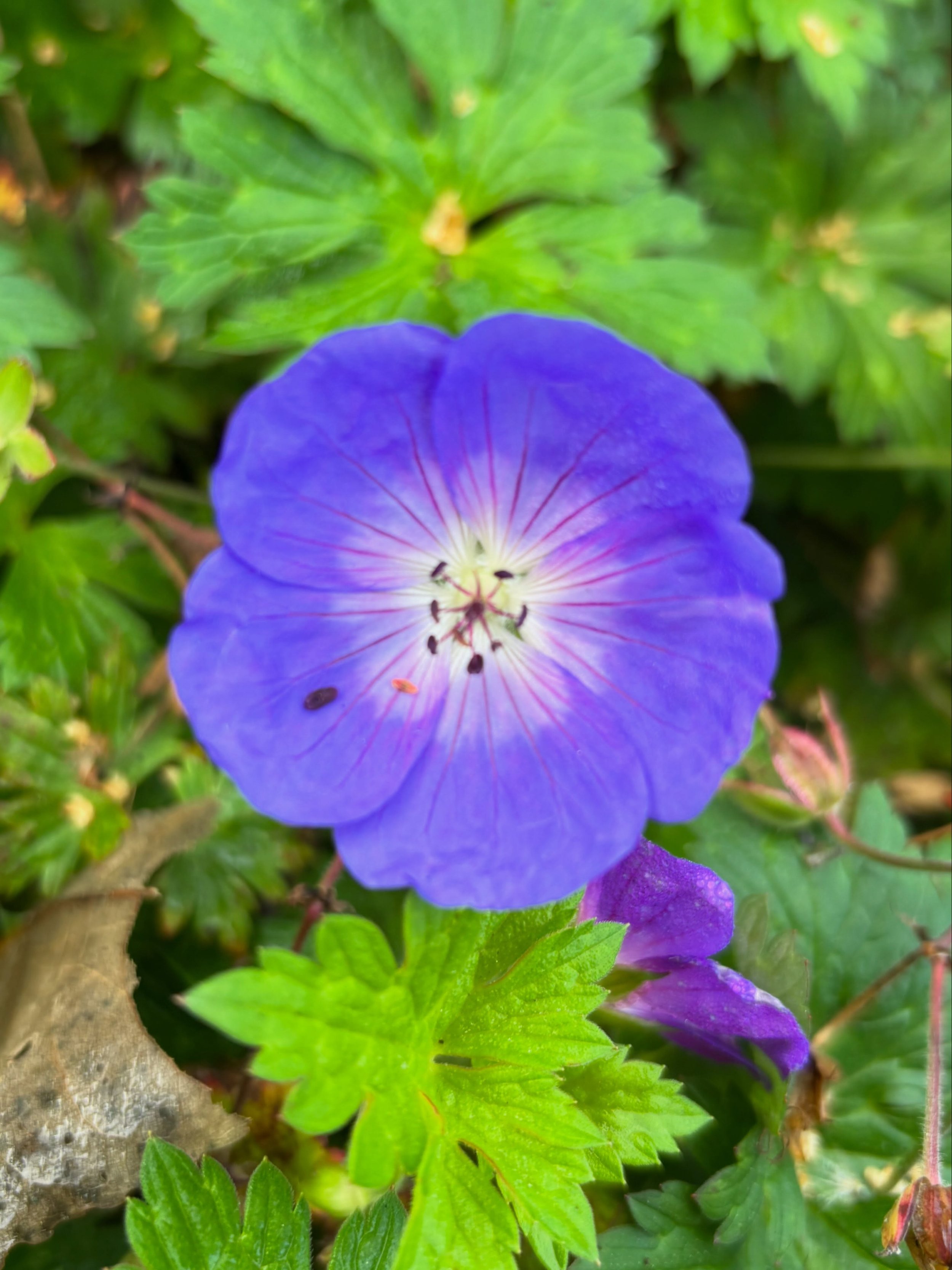 A little closer 🌸 Some of the details still catching our eye in the Village Hall garden.
. . . 
Ychydig yn nes 🌸 Rhai o&rsquo;r manylion sy&rsquo;n dal i ddal ein llygad yng ngardd Neuadd y Pentref.
. . .
#Llangoed #YnysM&ocirc;n #GarddGymunedol #C