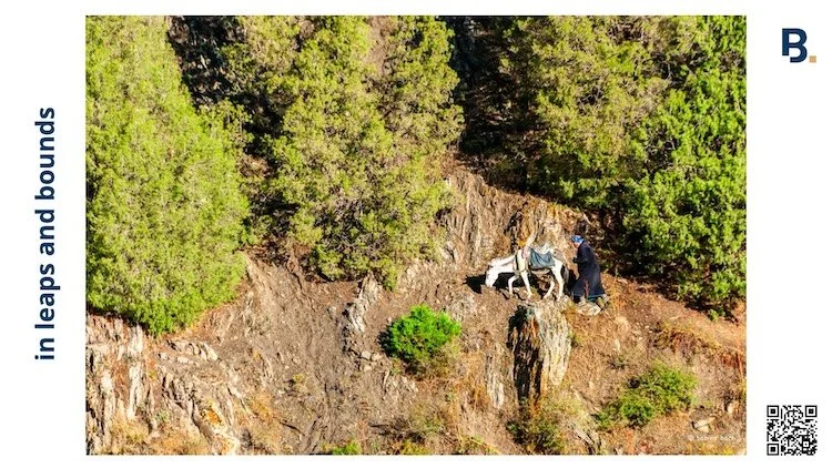 in leaps and bounds as in a man and his mule on a steep mountain side