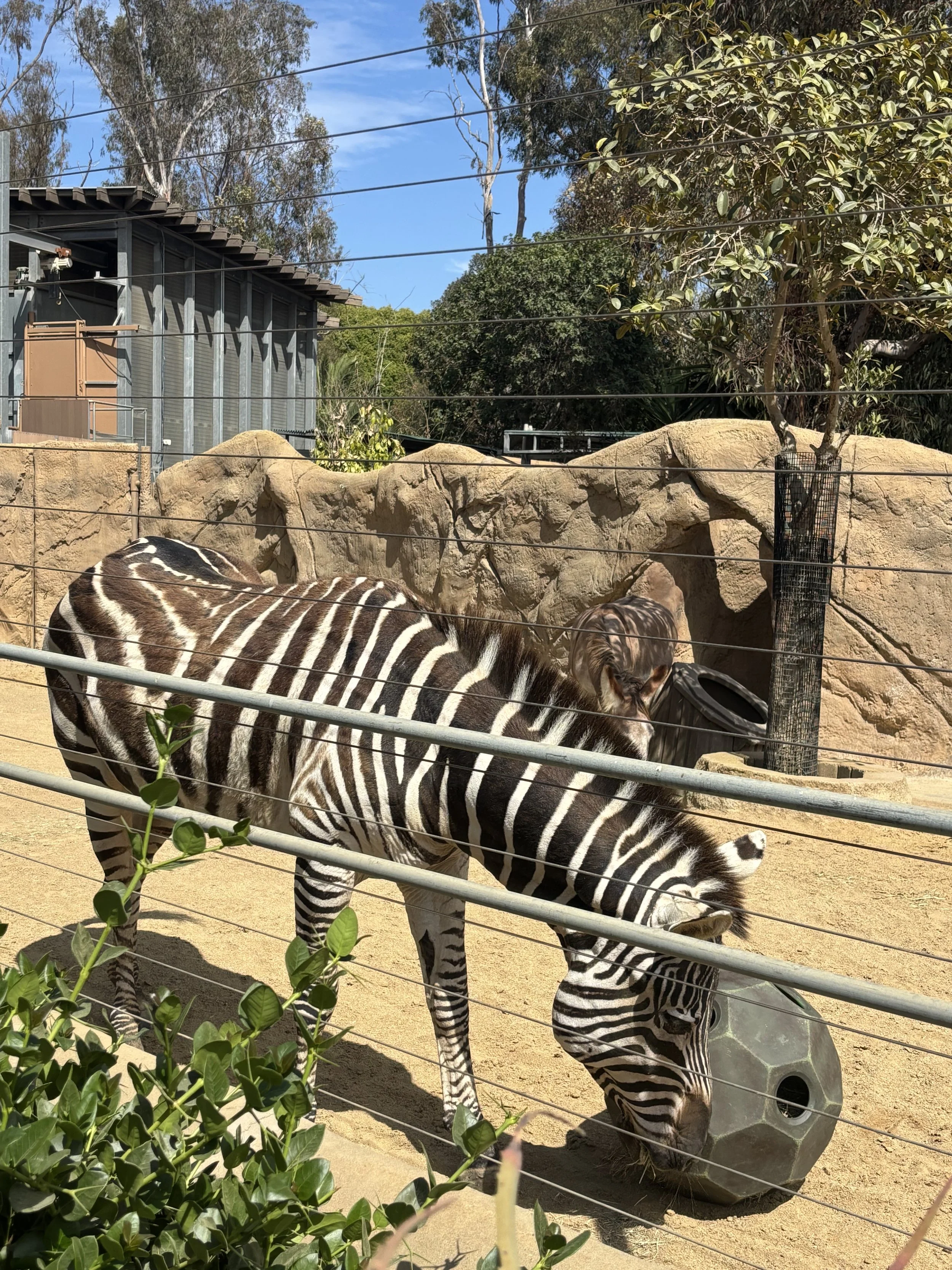 IMG_8474.jpeg