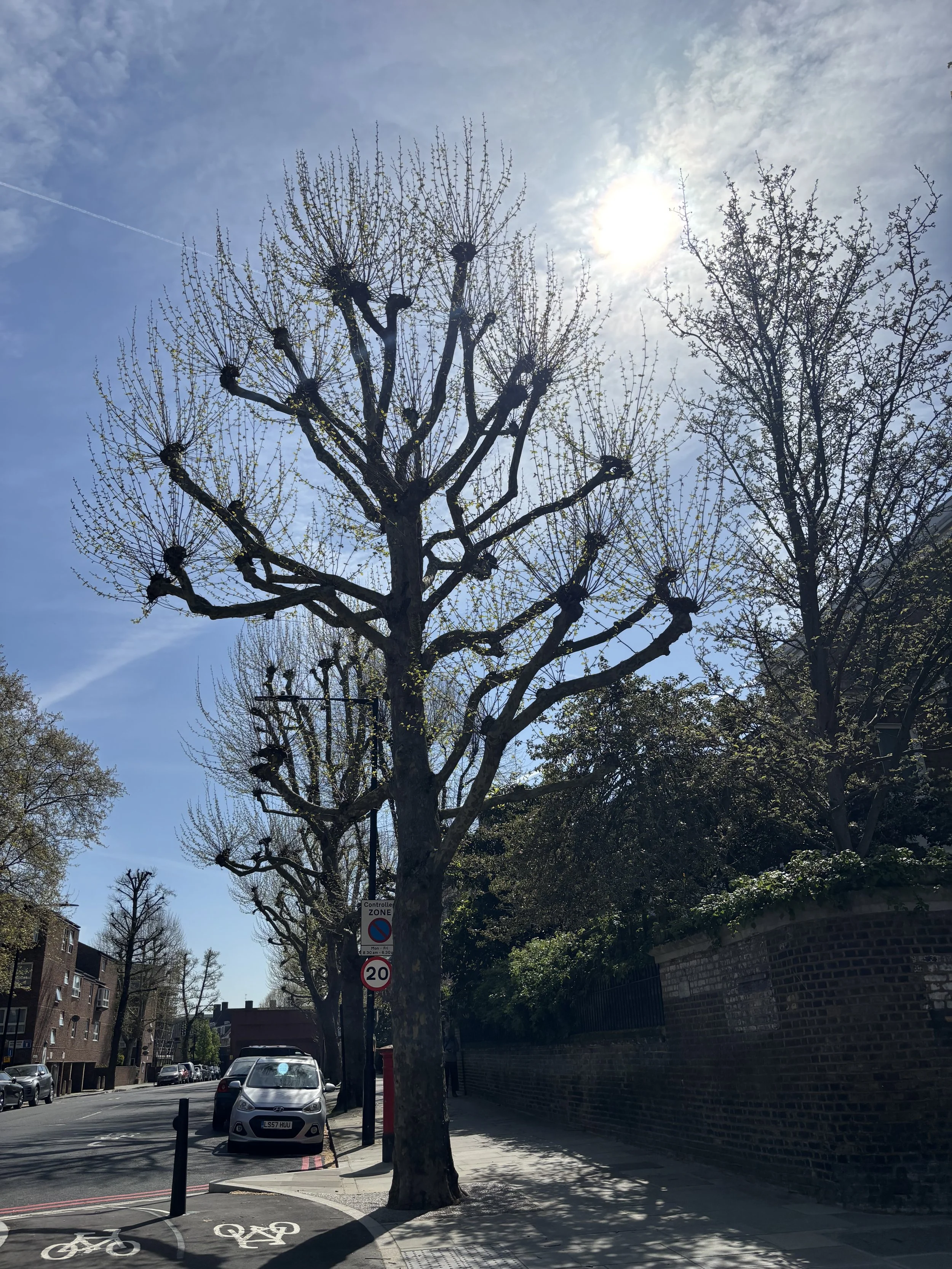 IMG_5292.jpeg