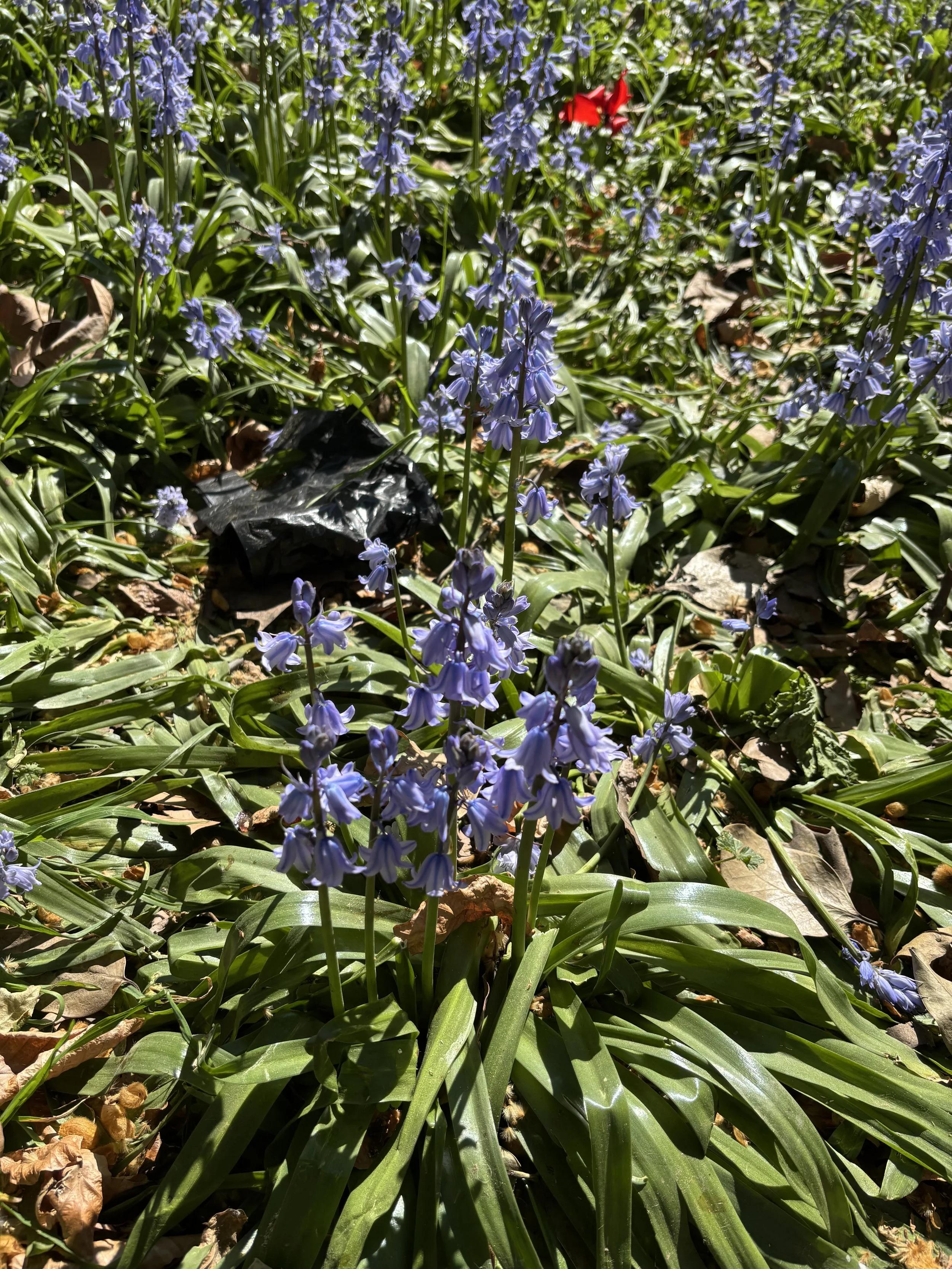 IMG_5242.jpeg