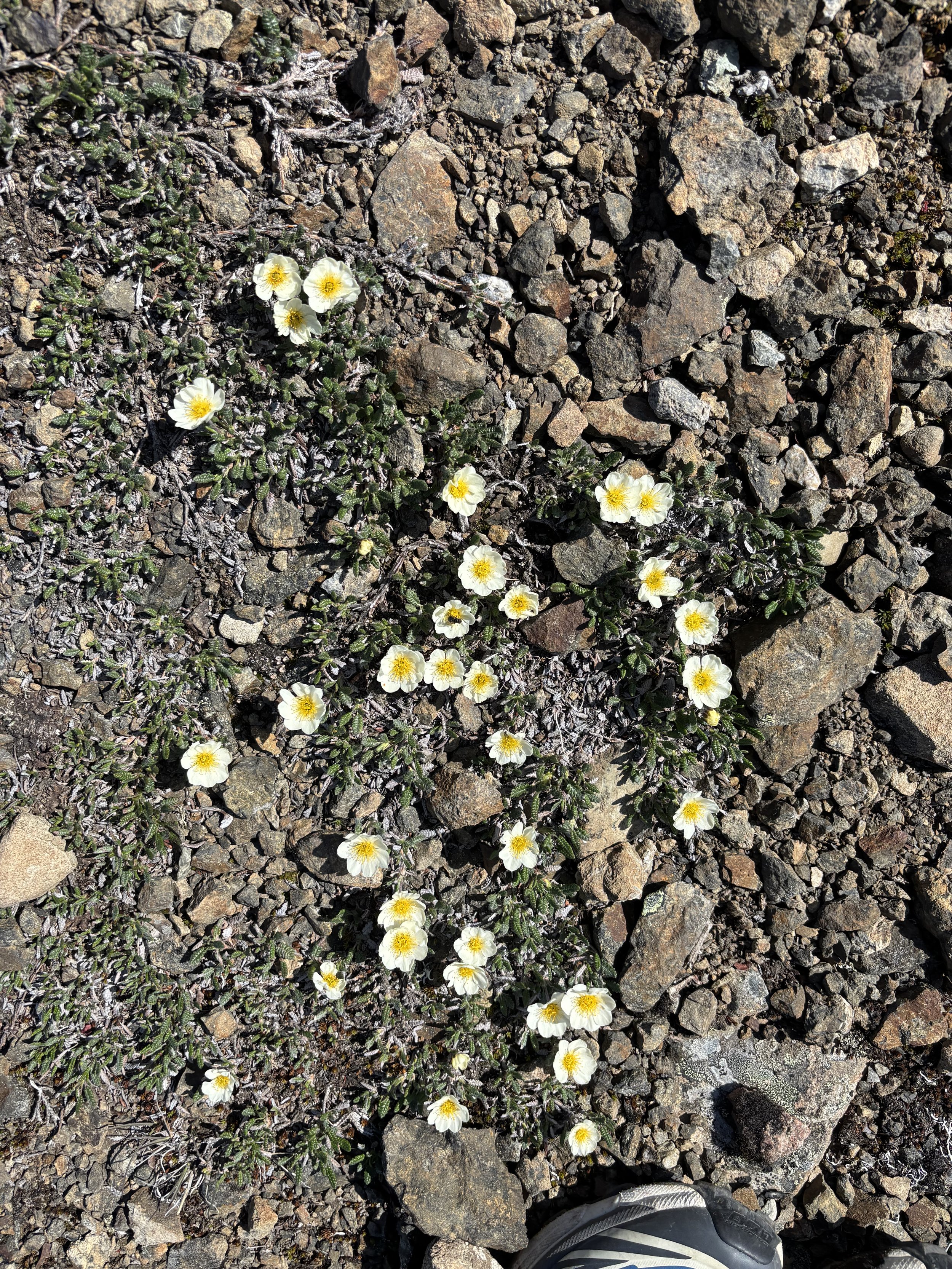 IMG_6963.jpeg