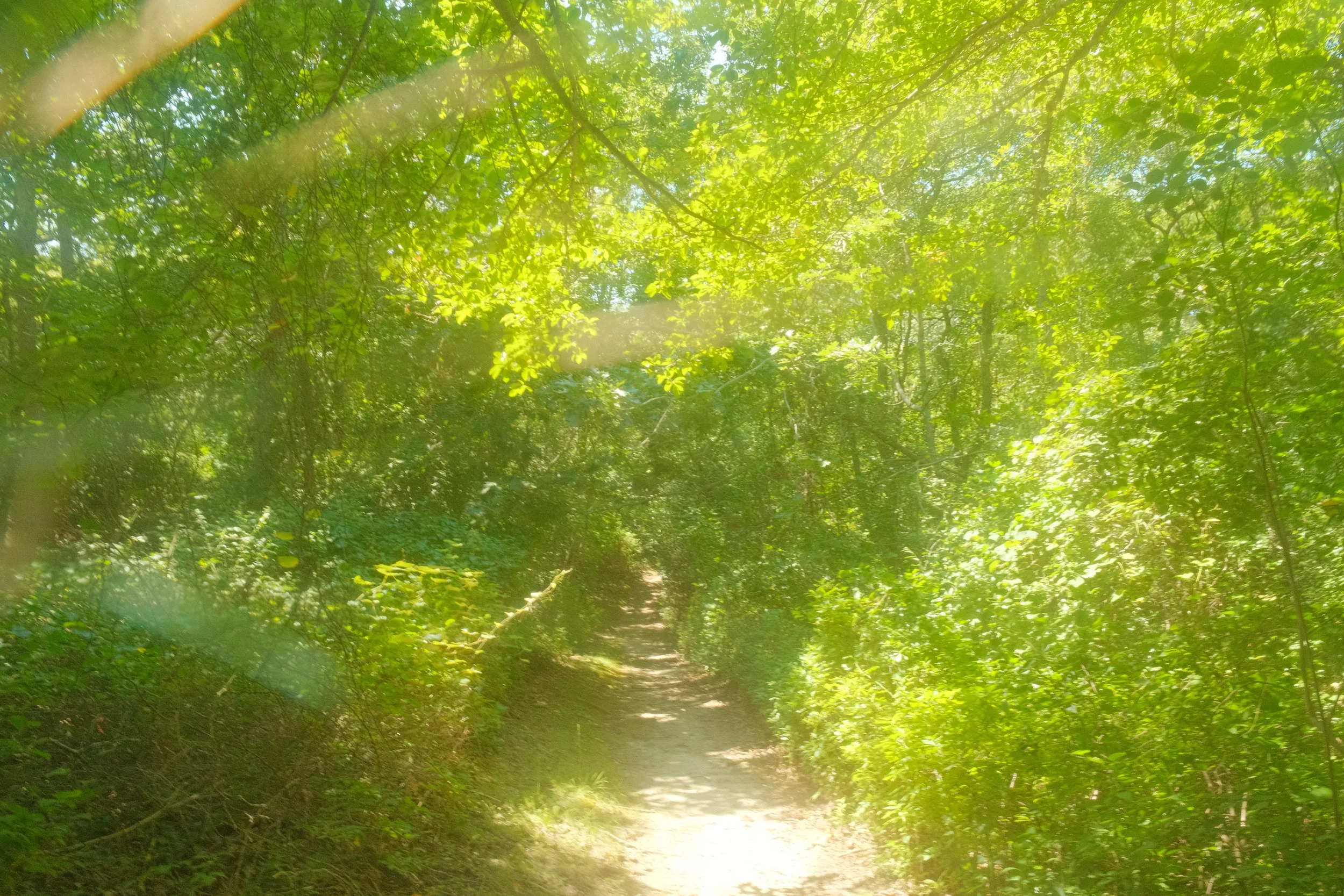 DSCF8729.jpg