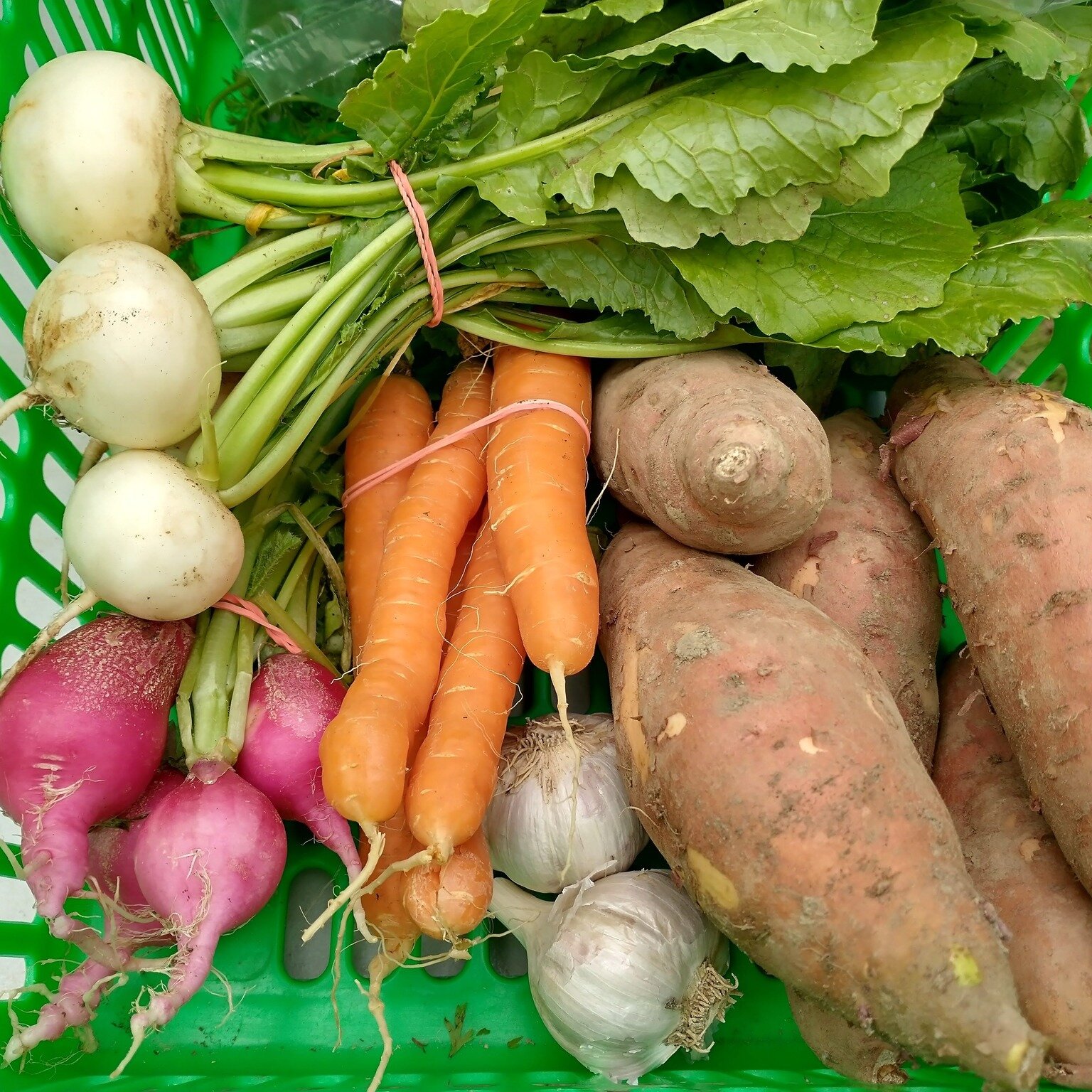 Fresh this week: turnips, radishes, carrots, sweet potatoes, garlic, kale, arugula, pie pumpkins, butternut squash, celery, leeks, eggplant, romano beans, napa cabbage, and more!

Stop by the Farm Stand 12-6pm Friday and 9am-3pm Saturday.