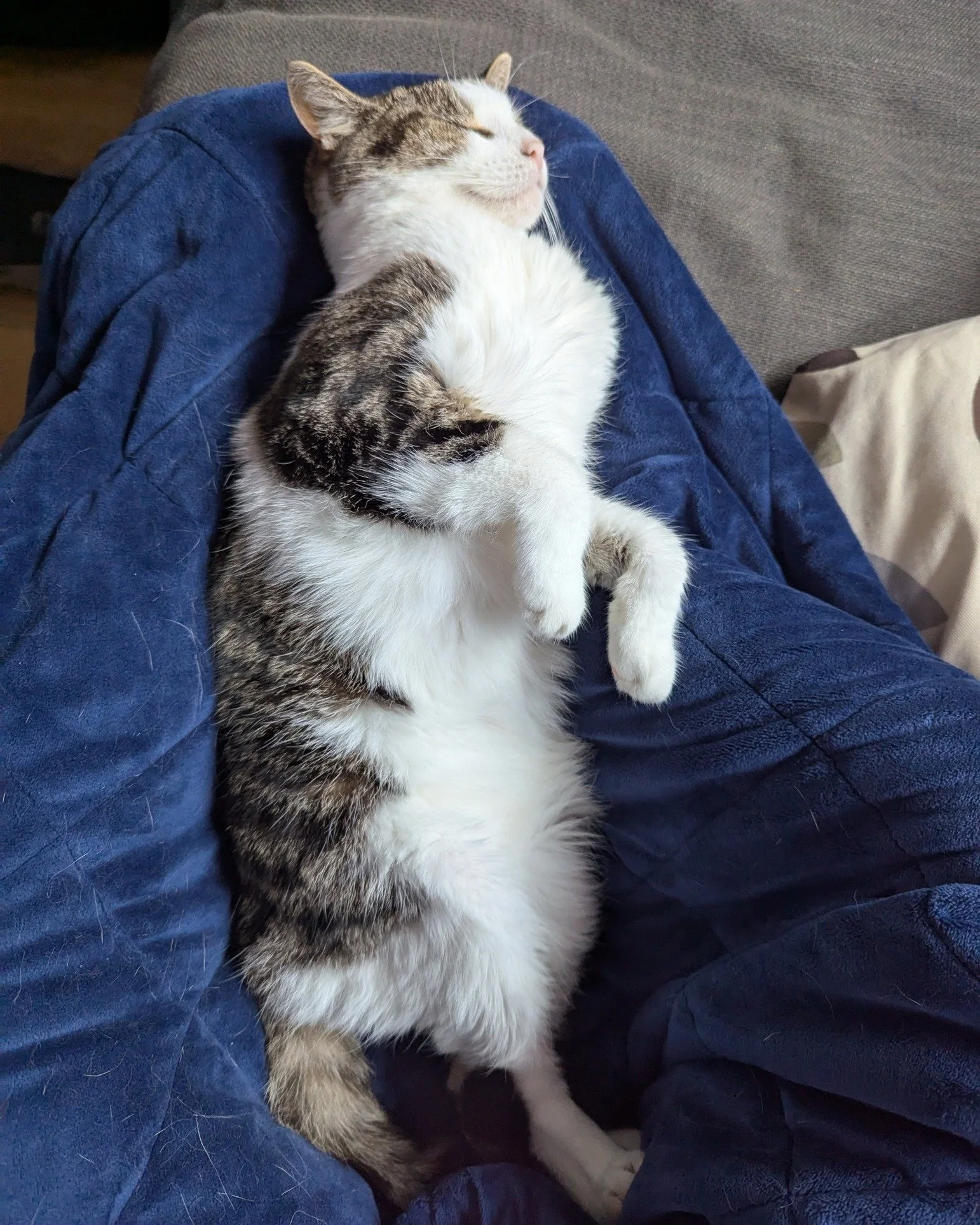 In another life, I'd like to be reincarnated as my cat. 
She has a brilliant existence with zero worries and if she falls asleep on someone, they remain there until she wakes.
 #catinstagram #catgram #catphotography