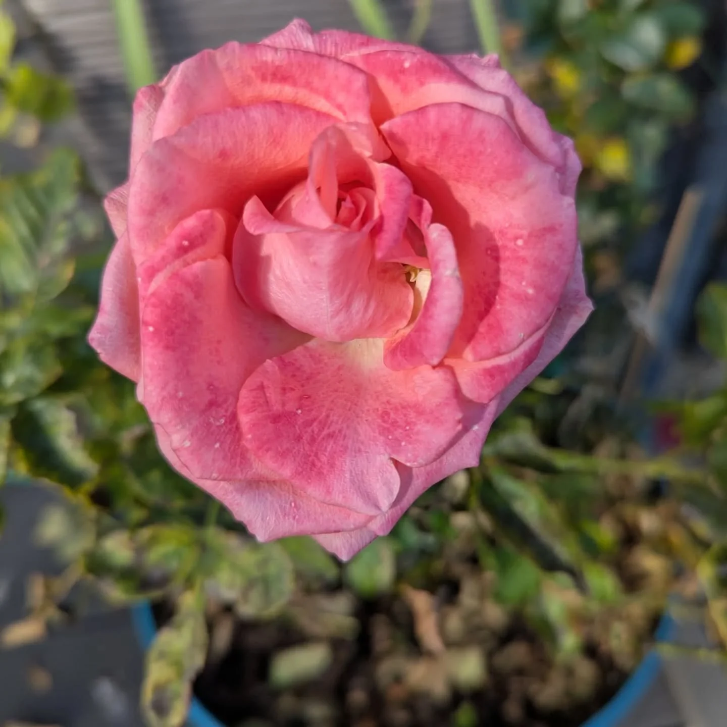 It might be autumn, but there's still a lot of colour in our island garden, mostly deep pinks. For some reason, the cosmos I grew from seed in spring have only just decided to flower in earnest. 
#gardening #islandlife