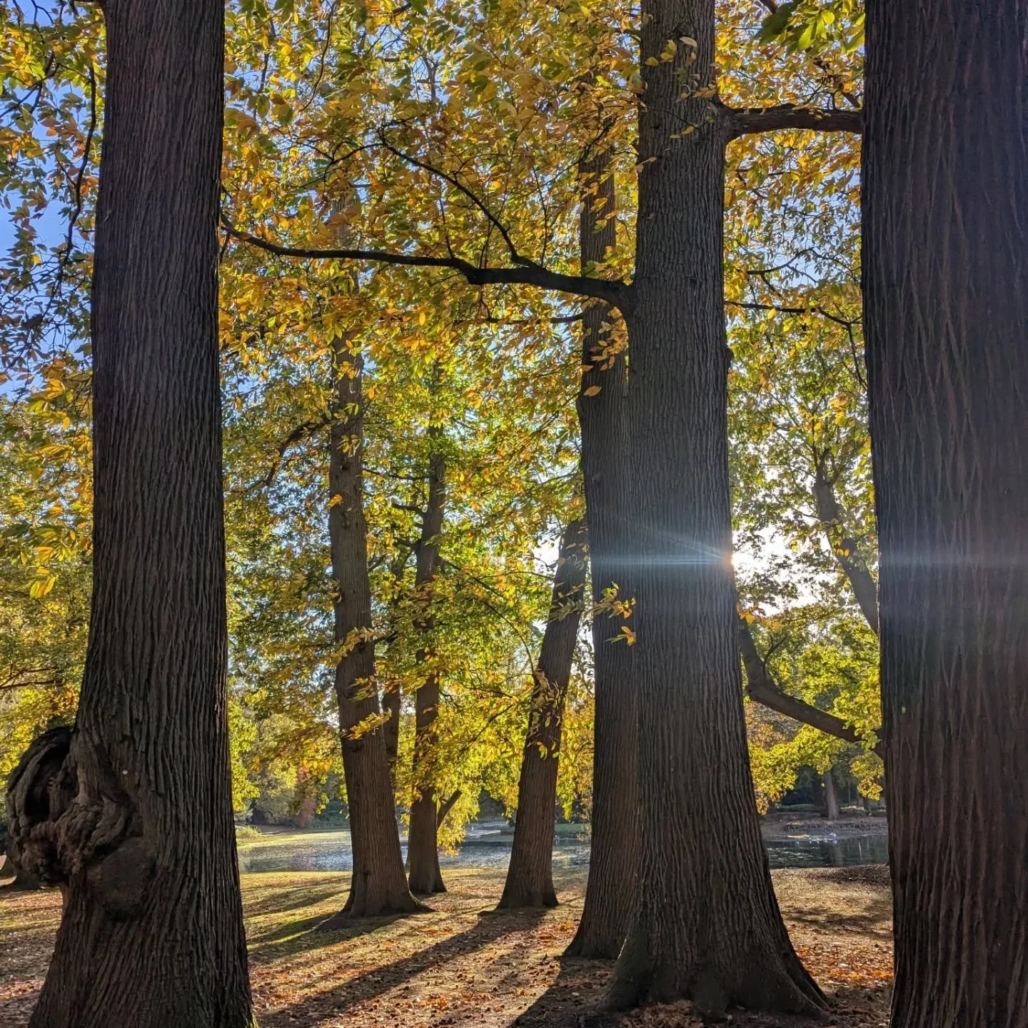 Glorious colours at @ntclaremontlandscapegarden 
#autumnvibes #autumnleaves #autumnwalks #surrey #london