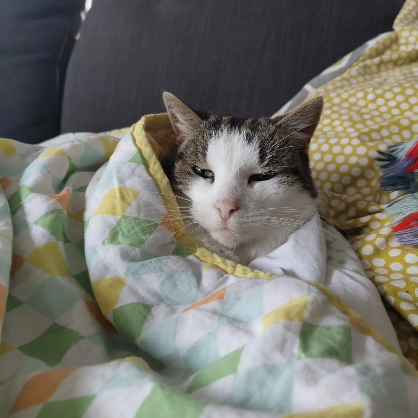 Alice really does live a charmed life. 

#cat #catlife🐾