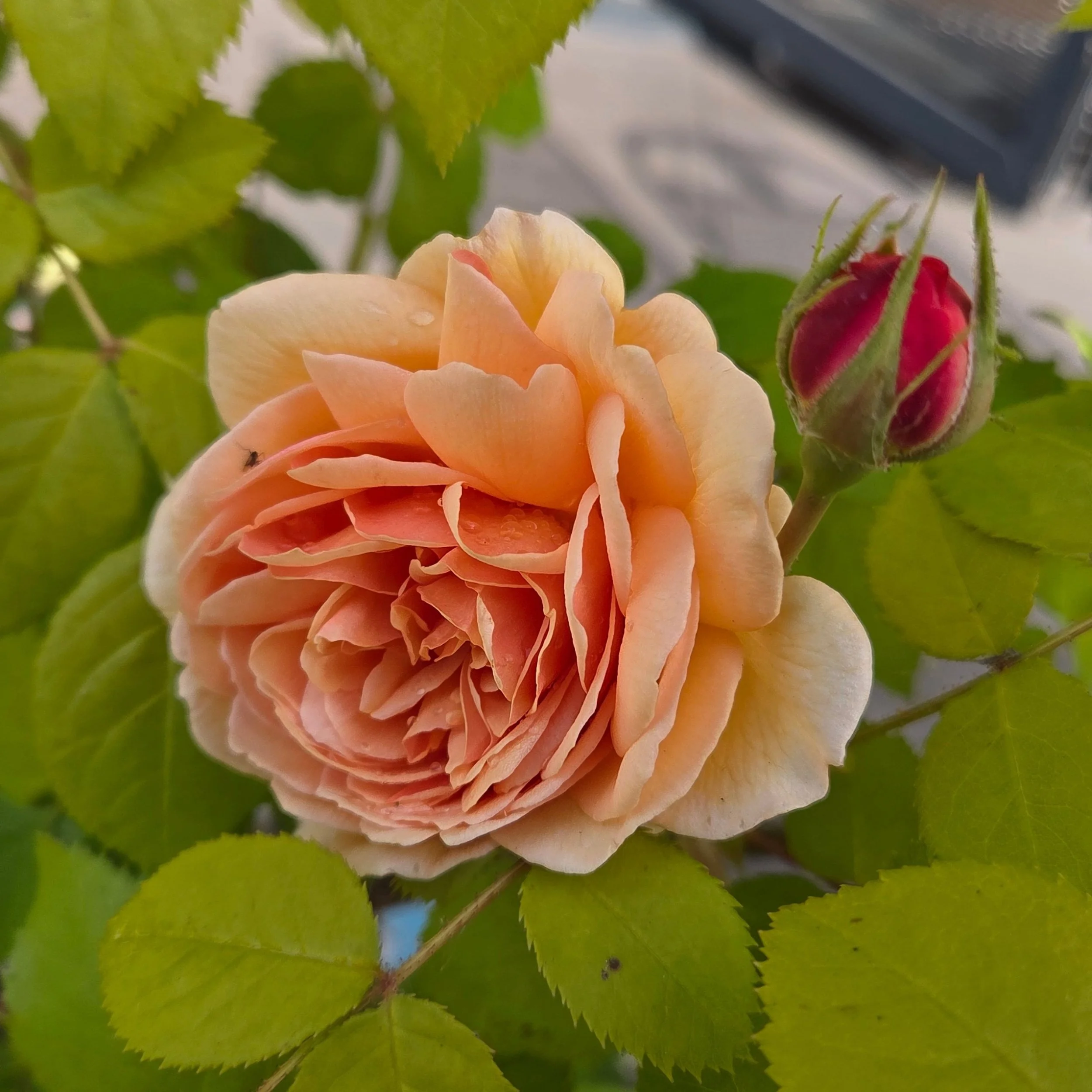 Little bits of island garden joy. The recent cold rainy days have been kind to the flowers, at least. 

#spring #islandlife #gardeninglife