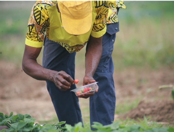 Partnership in Action: Jaune Congo joins Impact Job Days 2026 as Thematic Partner