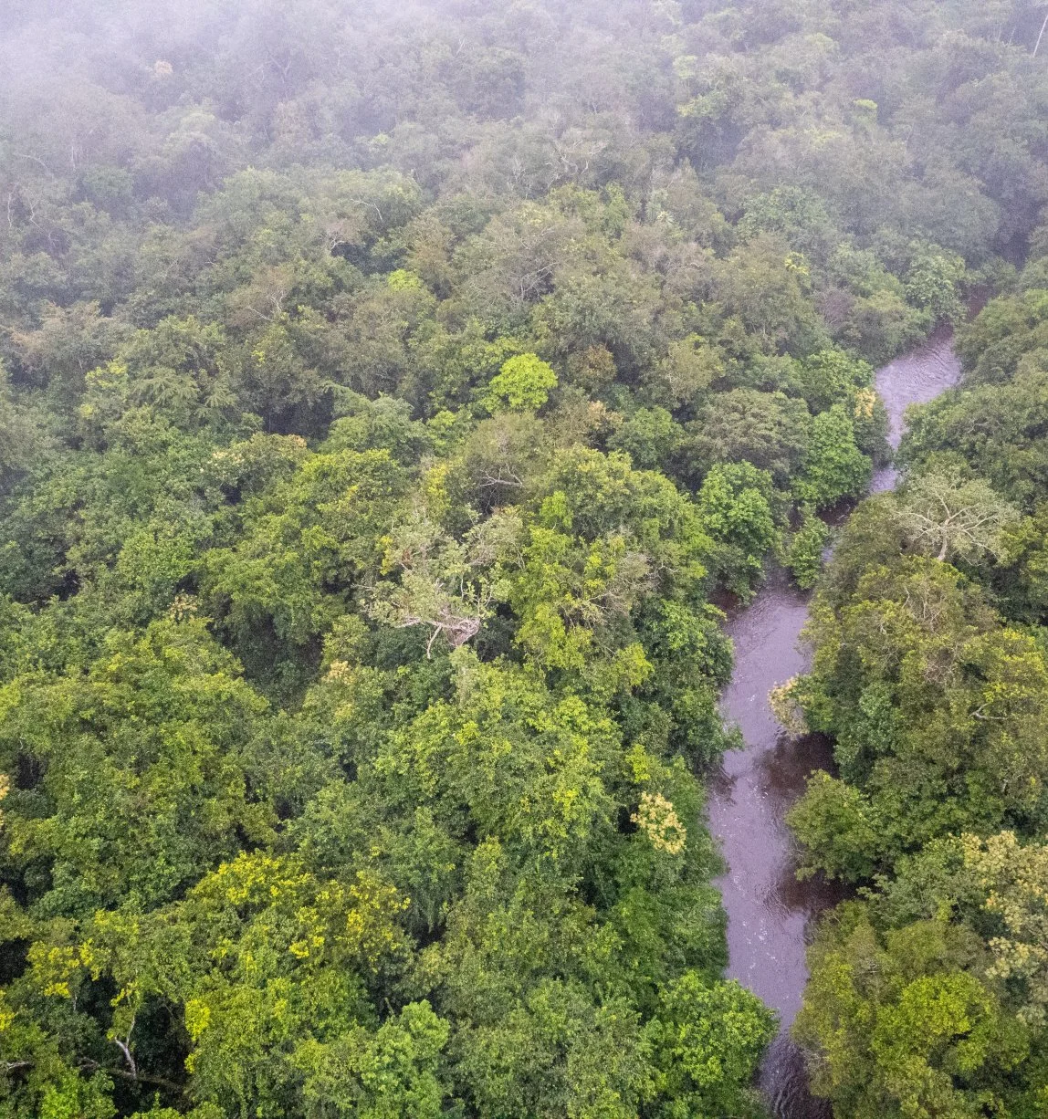 Olive People Endorses the Zámba Heritage Initiative to Advance Sustainable Forest Stewardship and Green Economic Growth in Africa