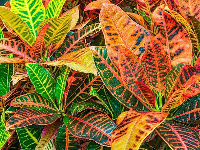 Croton (4")