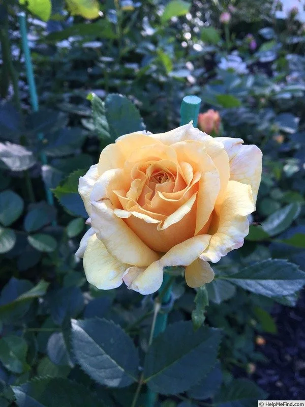 Tupelo Honey Rose