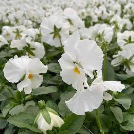White Pansy (4" Cascading Pot)