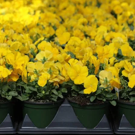 Yellow Pansy (4" Cascading Pot)