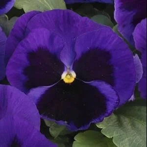 Pansy- Mid BlueBlotch (1804 flat)