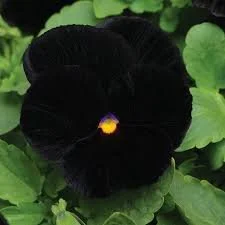 Pansy- Atlas Black Mix (1804 flat)