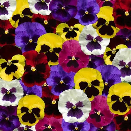 Pansy- Blotch Mix (1804 flat)