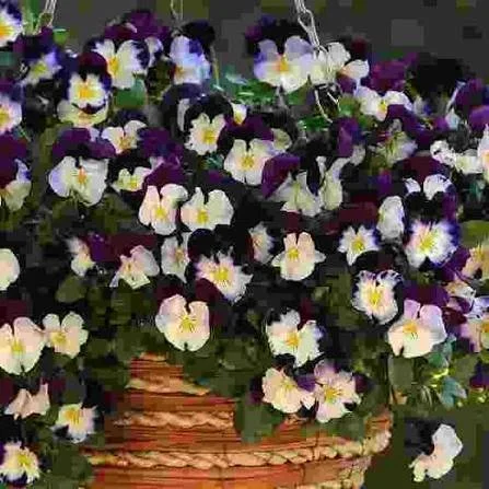 Violet Wing Pansy (4" Cascading Pot)