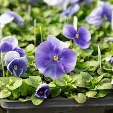 Blue Pansy (4" Cascading Pot)