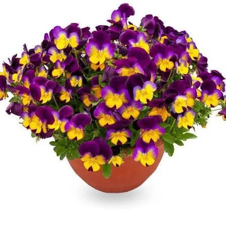 Sundown Pansy (4" Cascading Pot)
