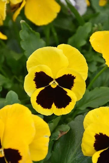 Pansy- Yellow Blotch (1804 flat)